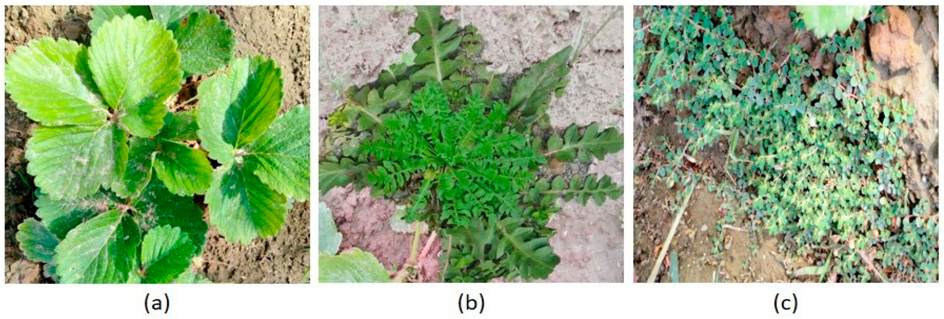 Agronomy 11 01480 g002 550