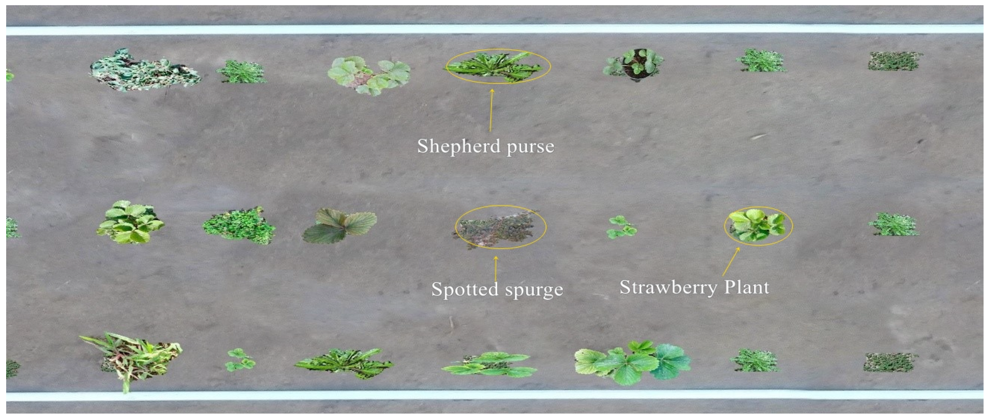 Agronomy 11 01480 g005 550