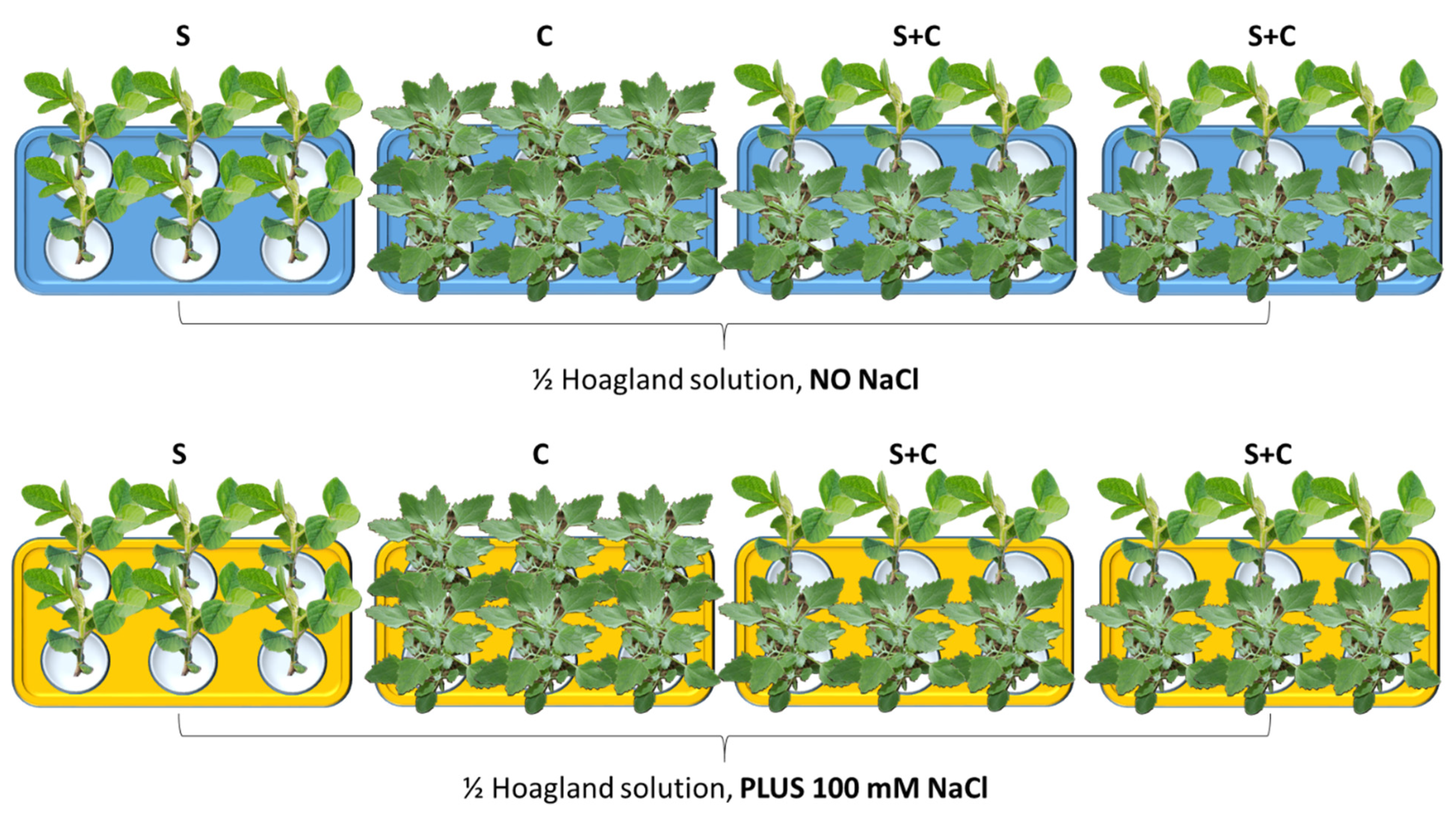 Agronomy 11 01481 g001
