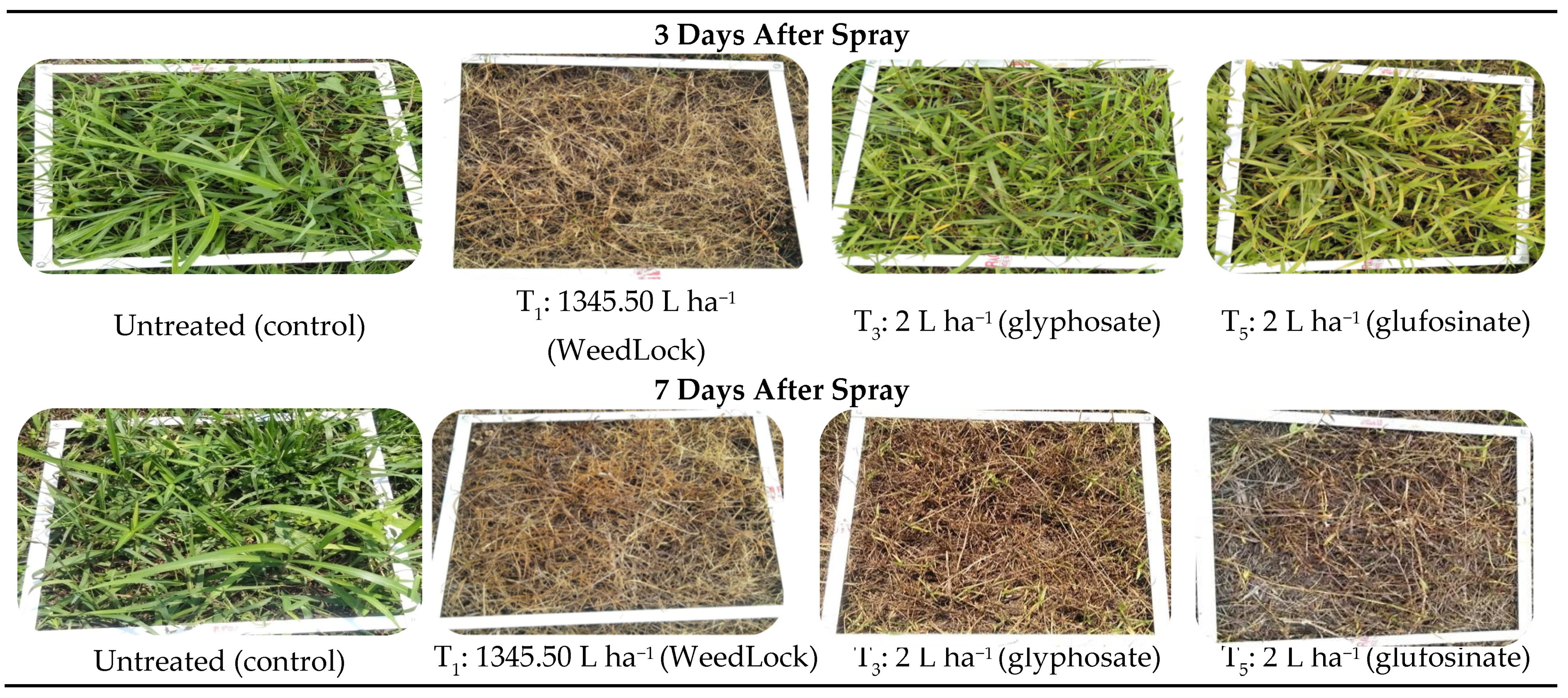Agronomy 11 01488 g001 Agronomy 11 01488 g001