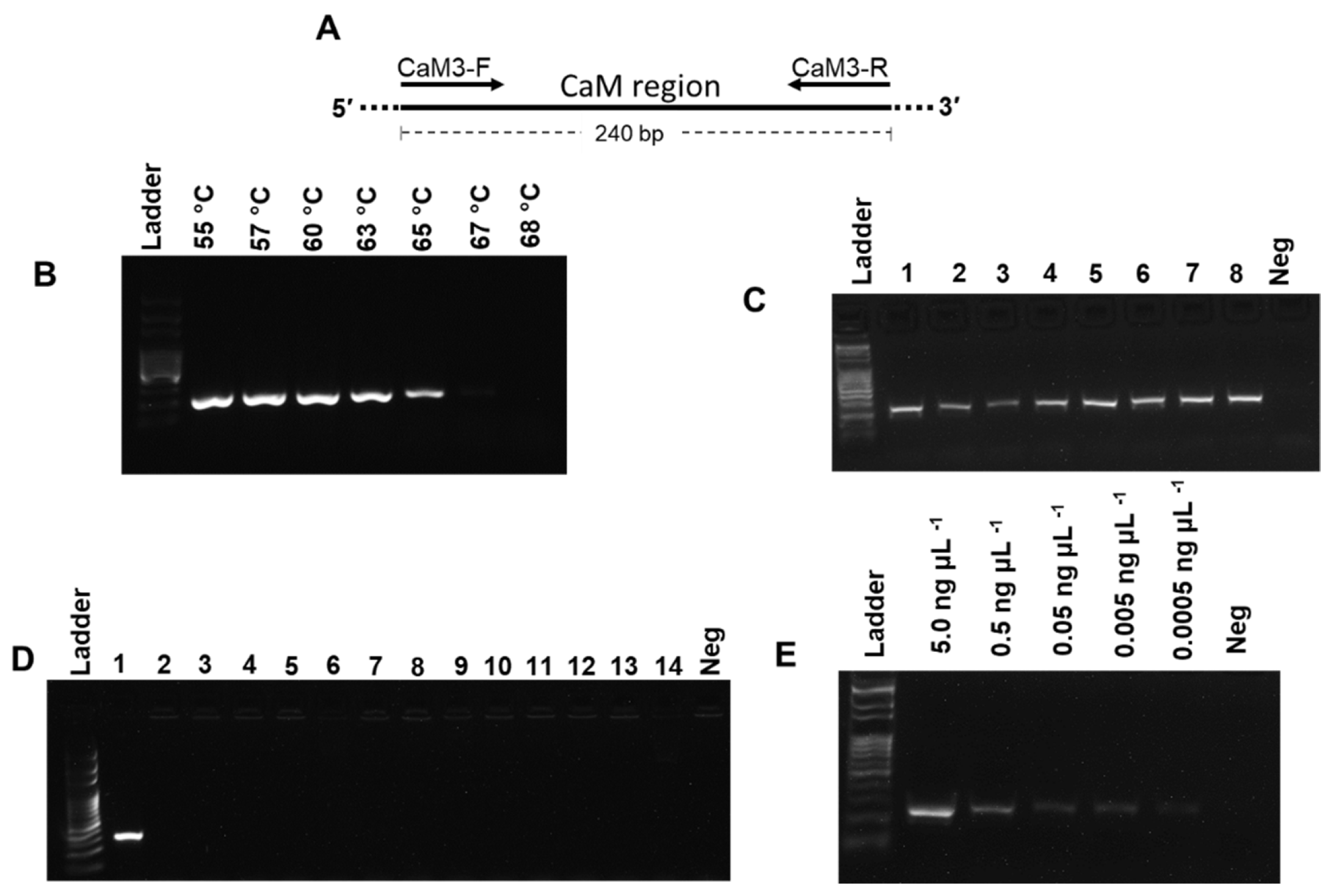 Agronomy 11 01489 g002