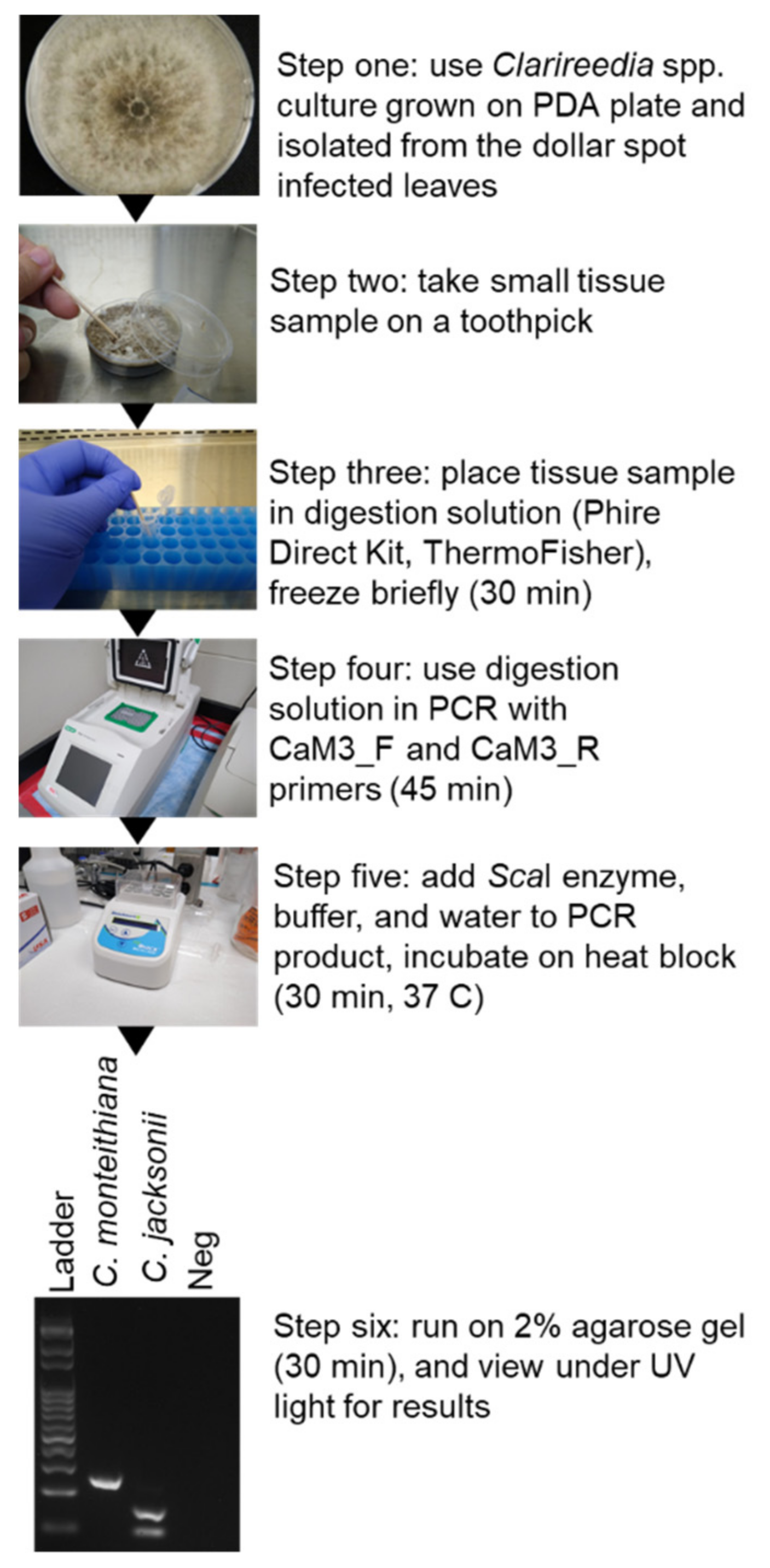 Agronomy 11 01489 g004