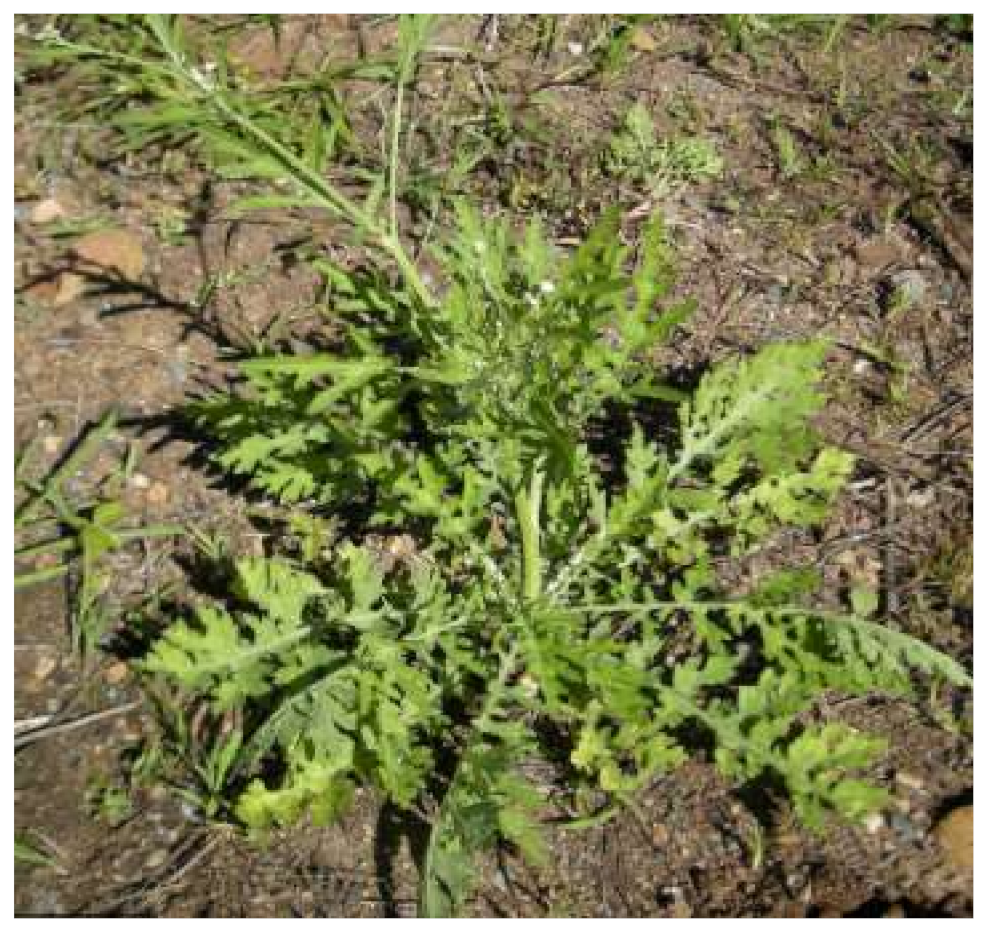 Agronomy 11 01514 g003