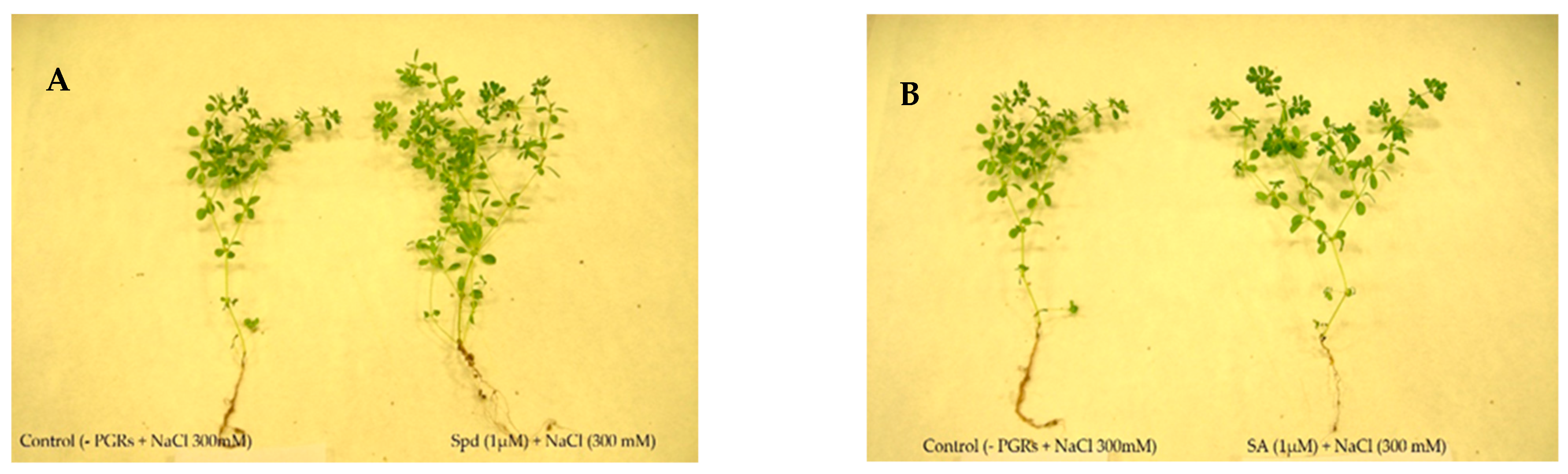 Agronomy 11 01515 g001 Agronomy 11 01515 g001