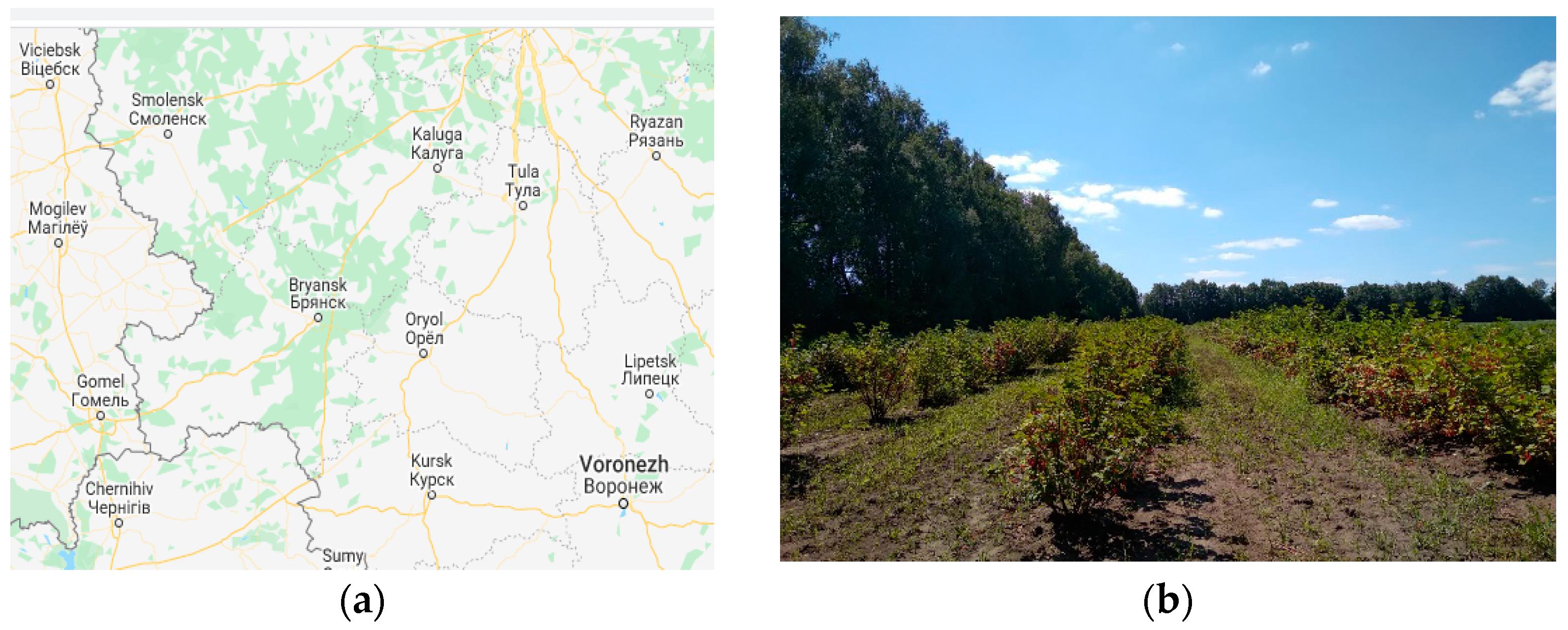 Agronomy 11 01522 g001 550