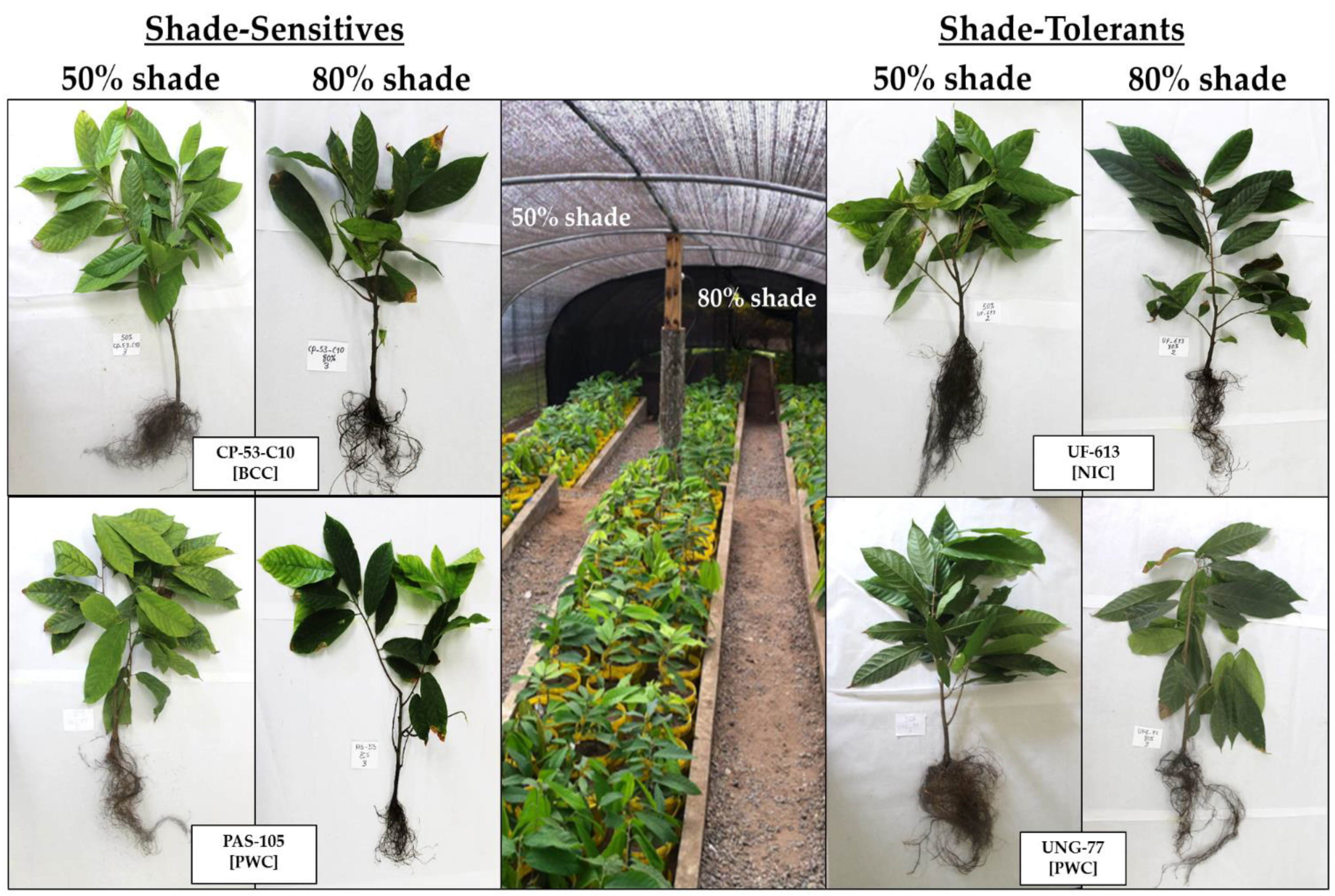 Agronomy 11 01536 g005 Agronomy 11 01536 g005