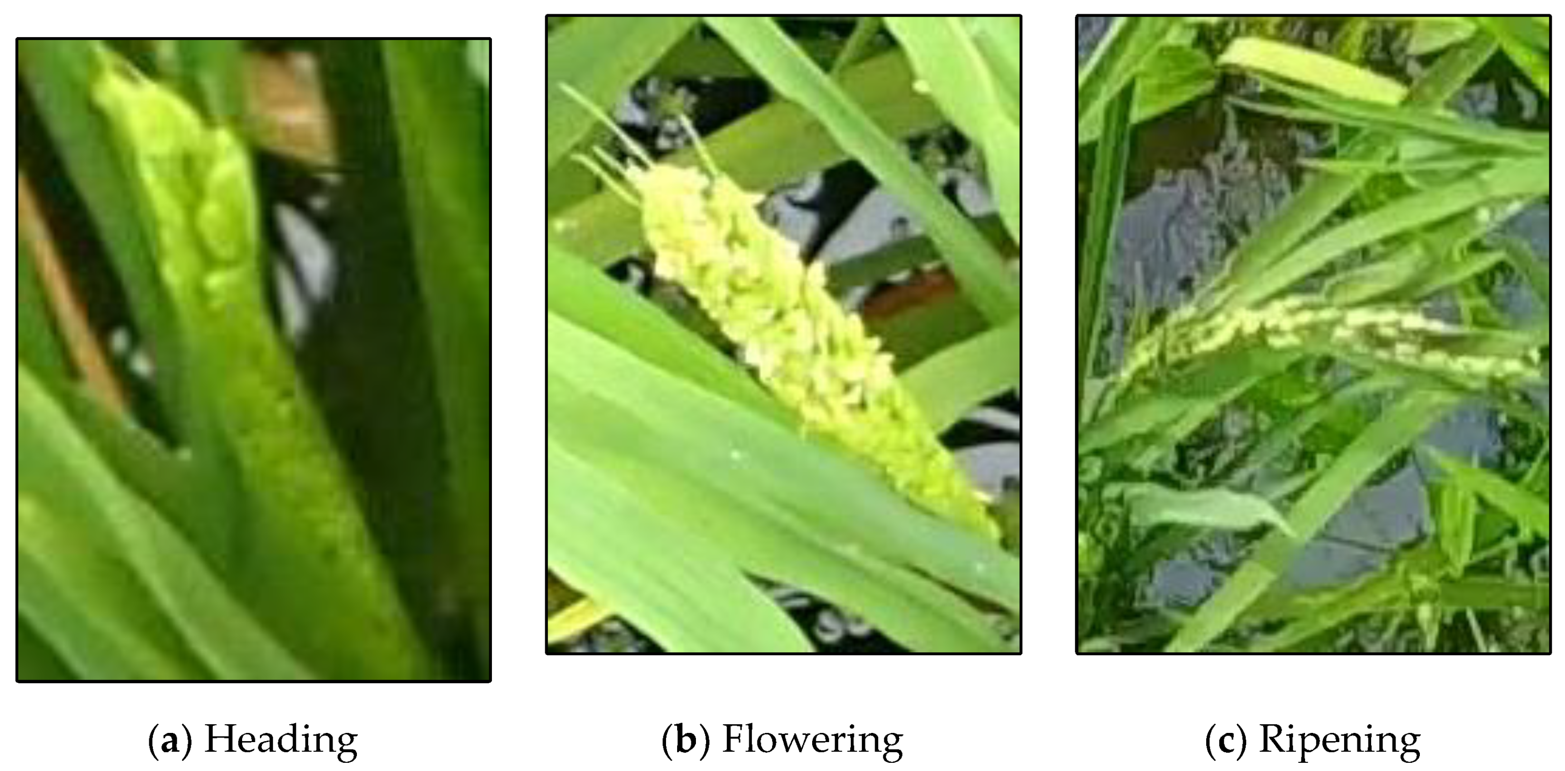 Agronomy 11 01542 g002