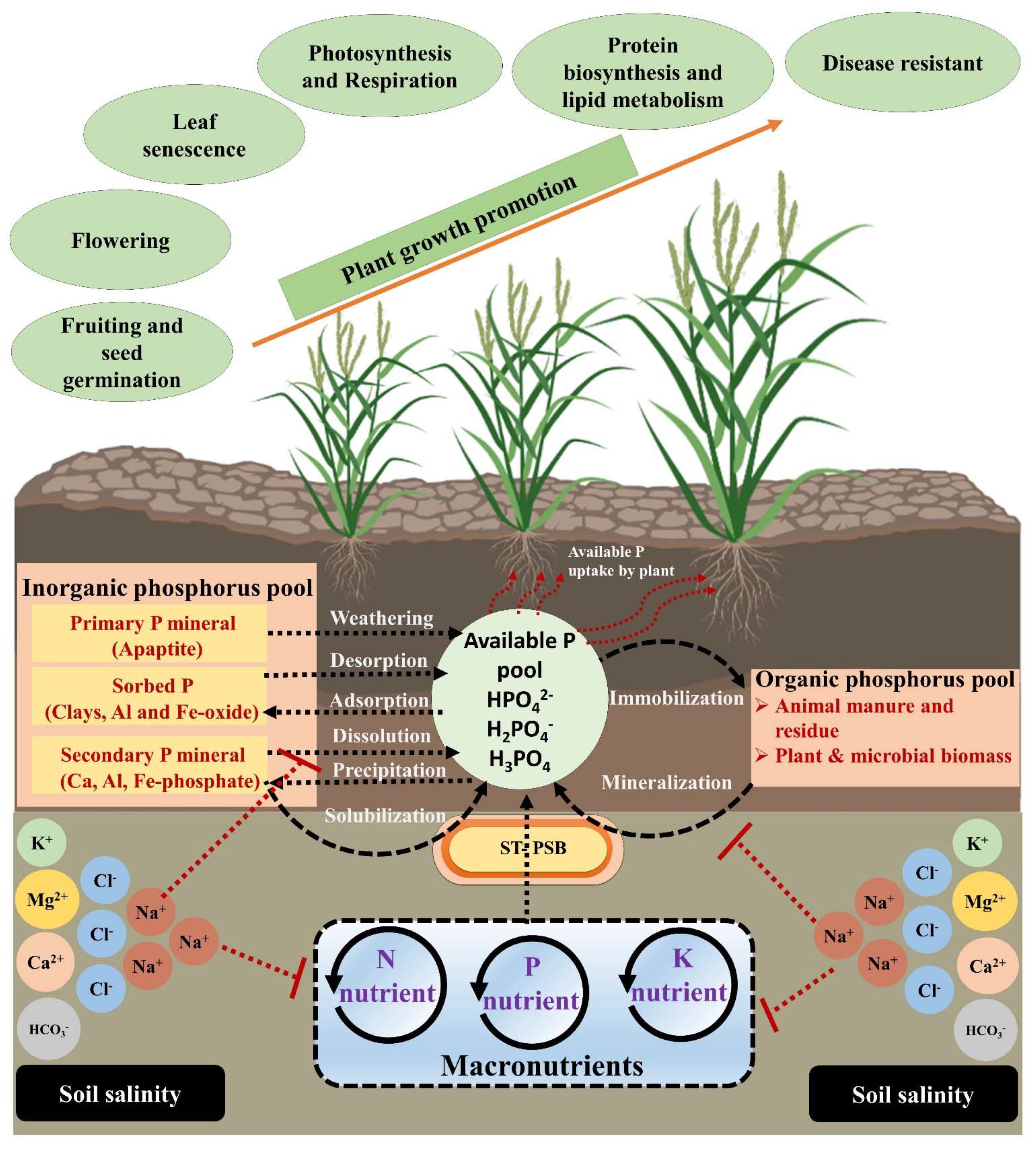 Agronomy 11 01552 g001 Agronomy 11 01552 g001