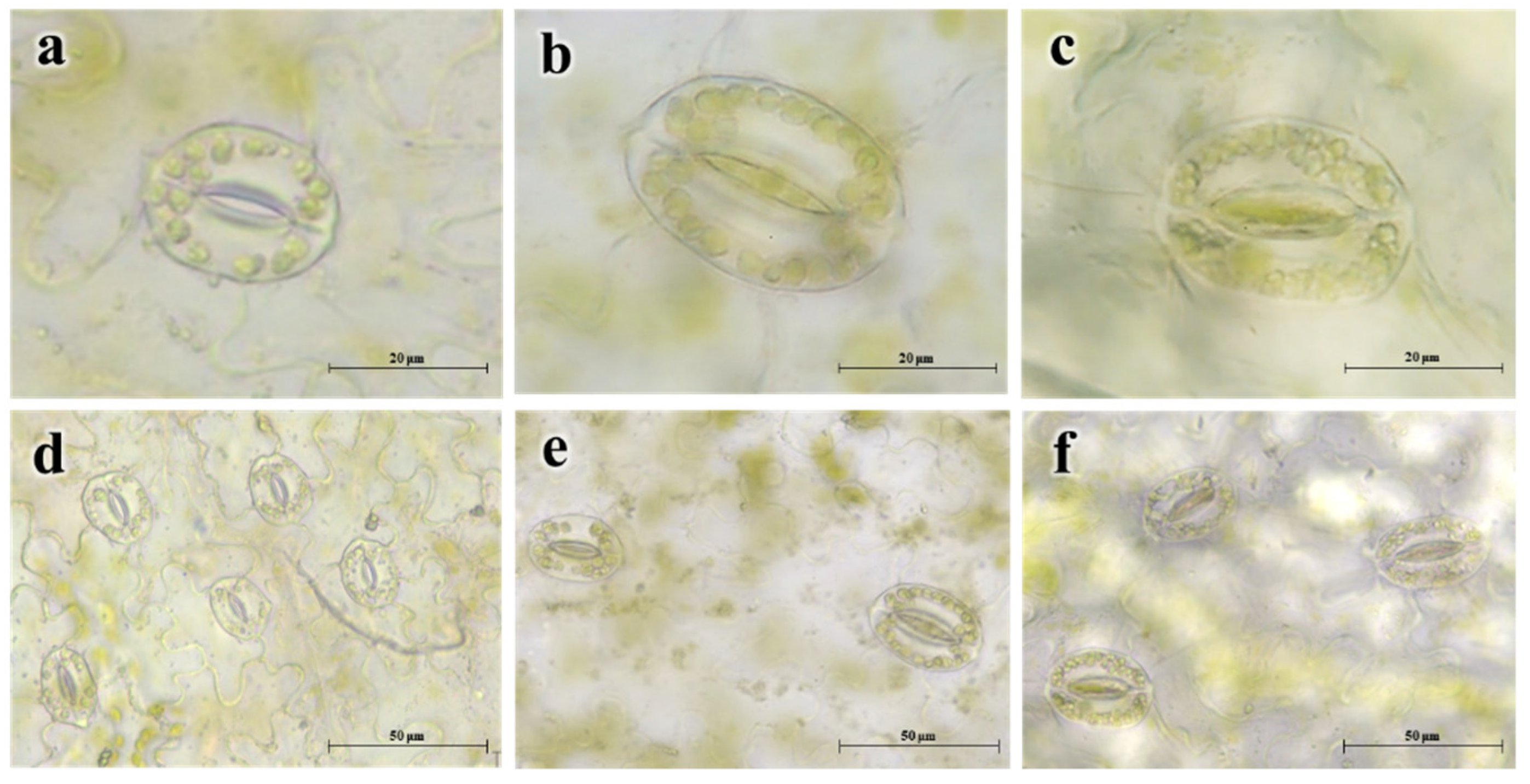 Agronomy 11 01561 g003