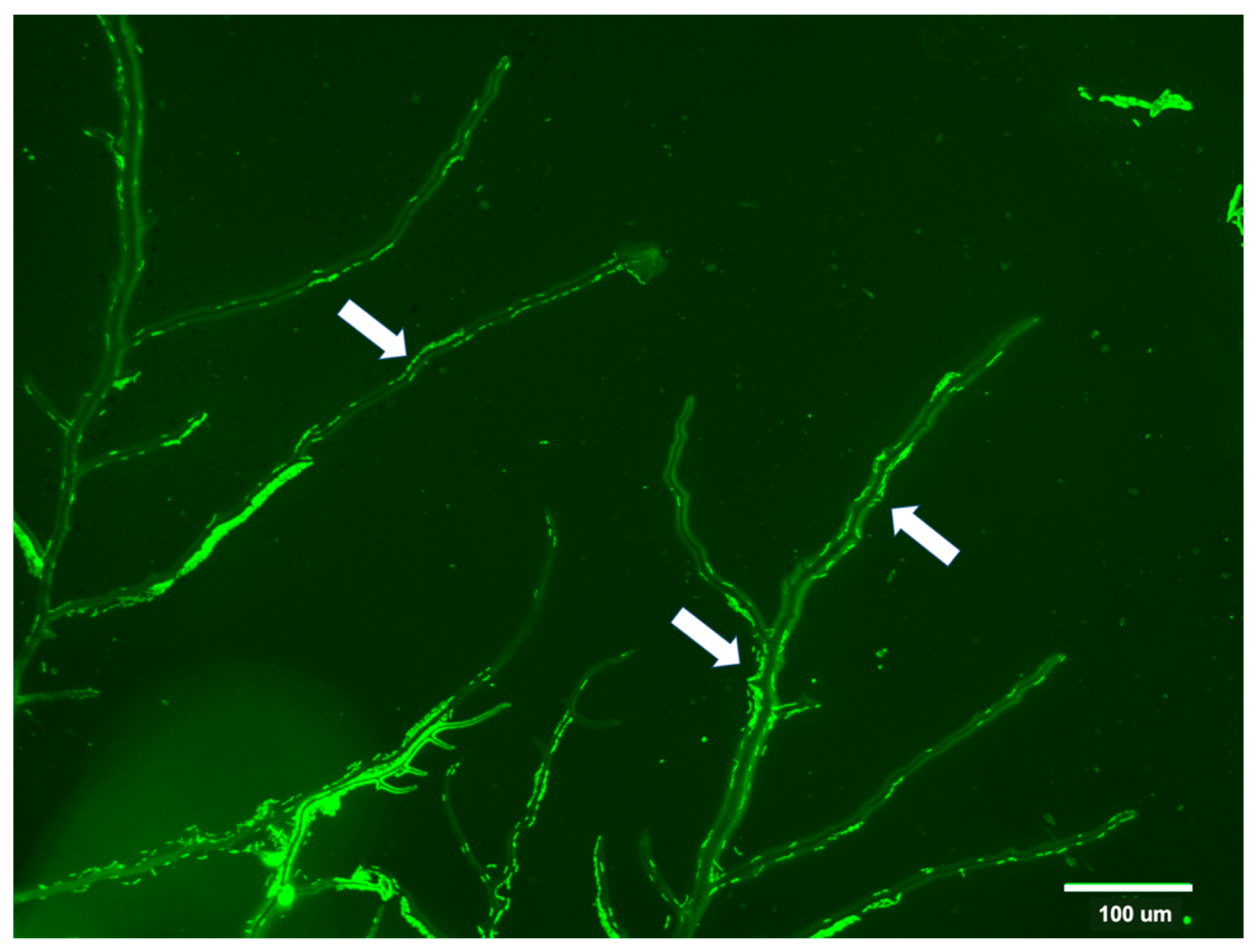 Agronomy 11 01567 g004