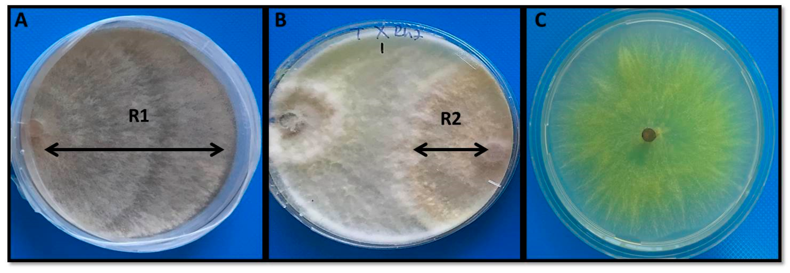 Agronomy 11 01589 g001 Agronomy 11 01589 g001