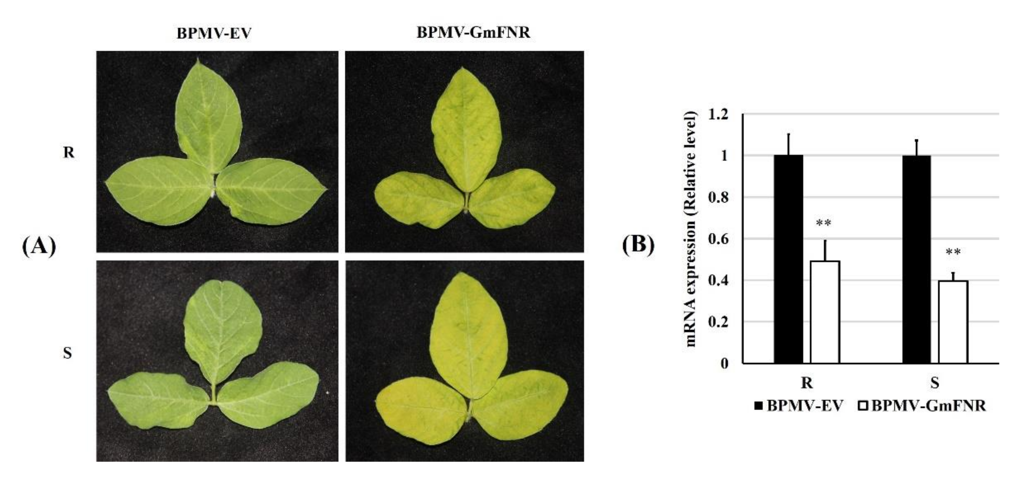 Agronomy 11 01592 g002 Agronomy 11 01592 g002