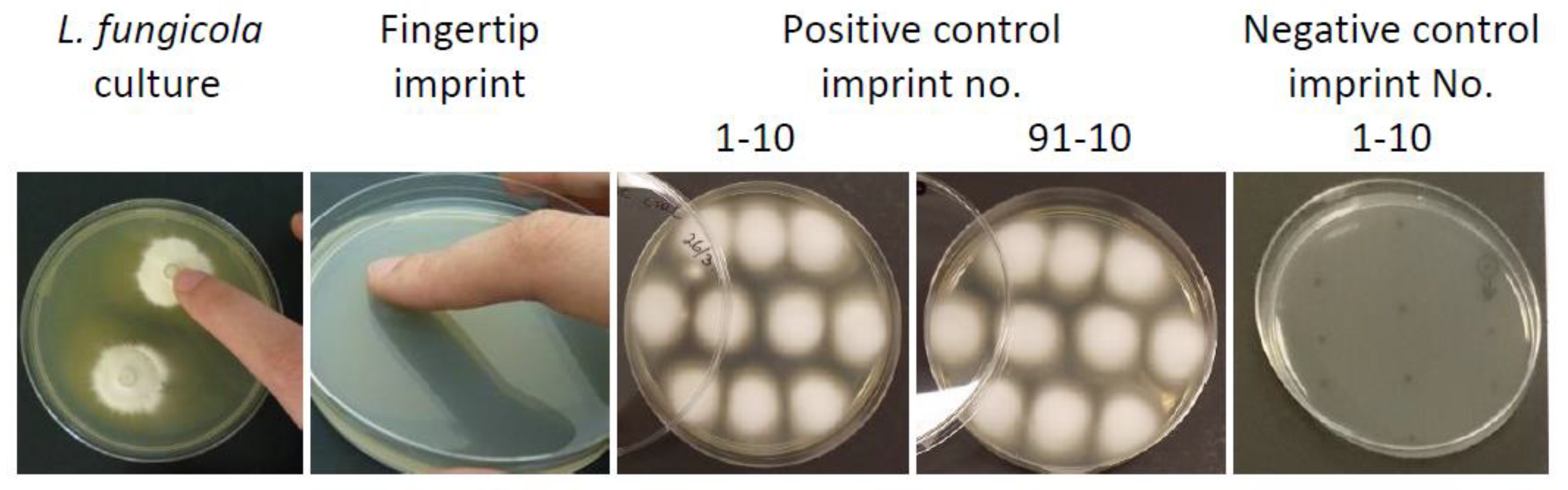 Agronomy 11 01600 g002