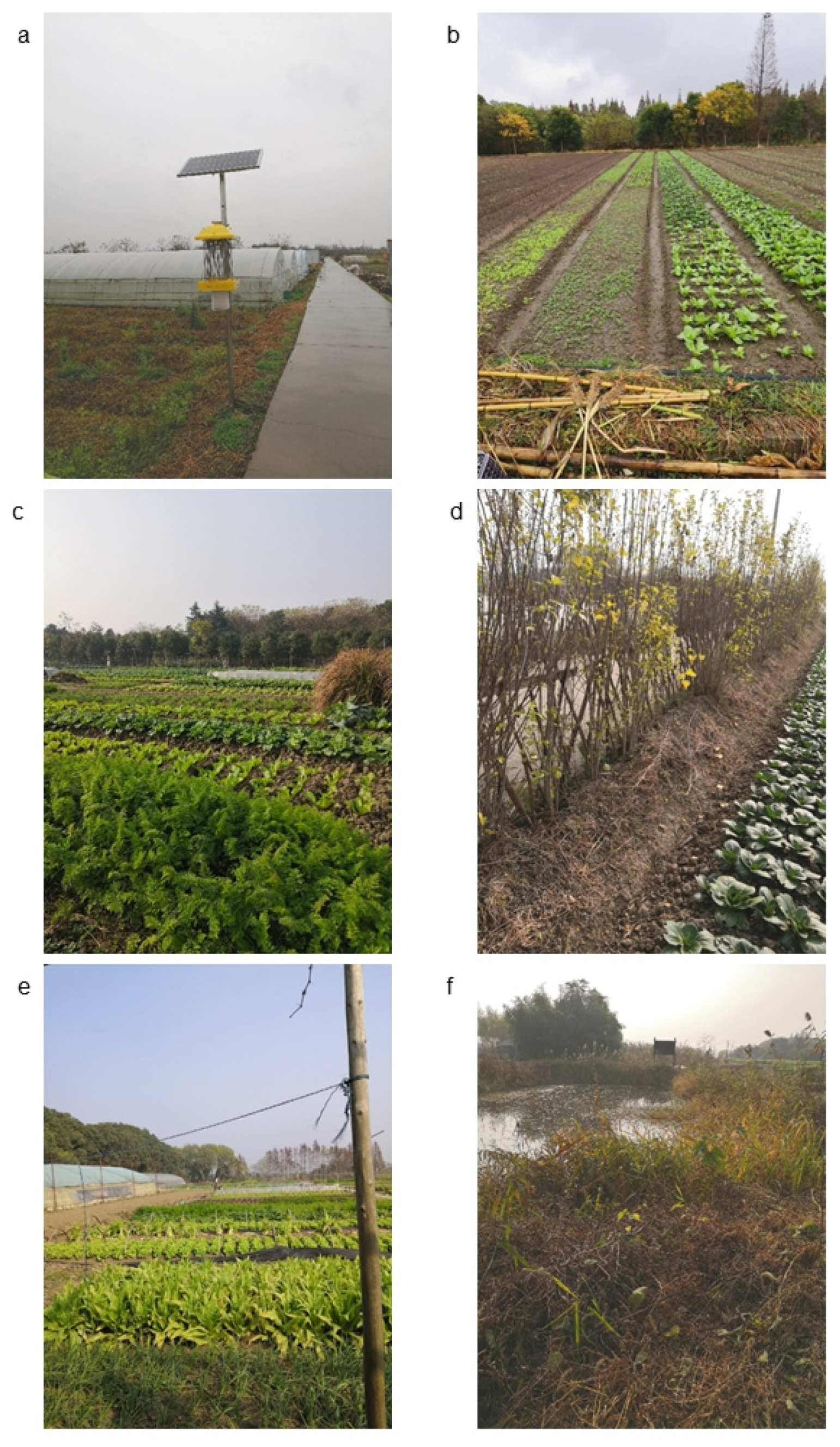 Agronomy 11 01601 g001