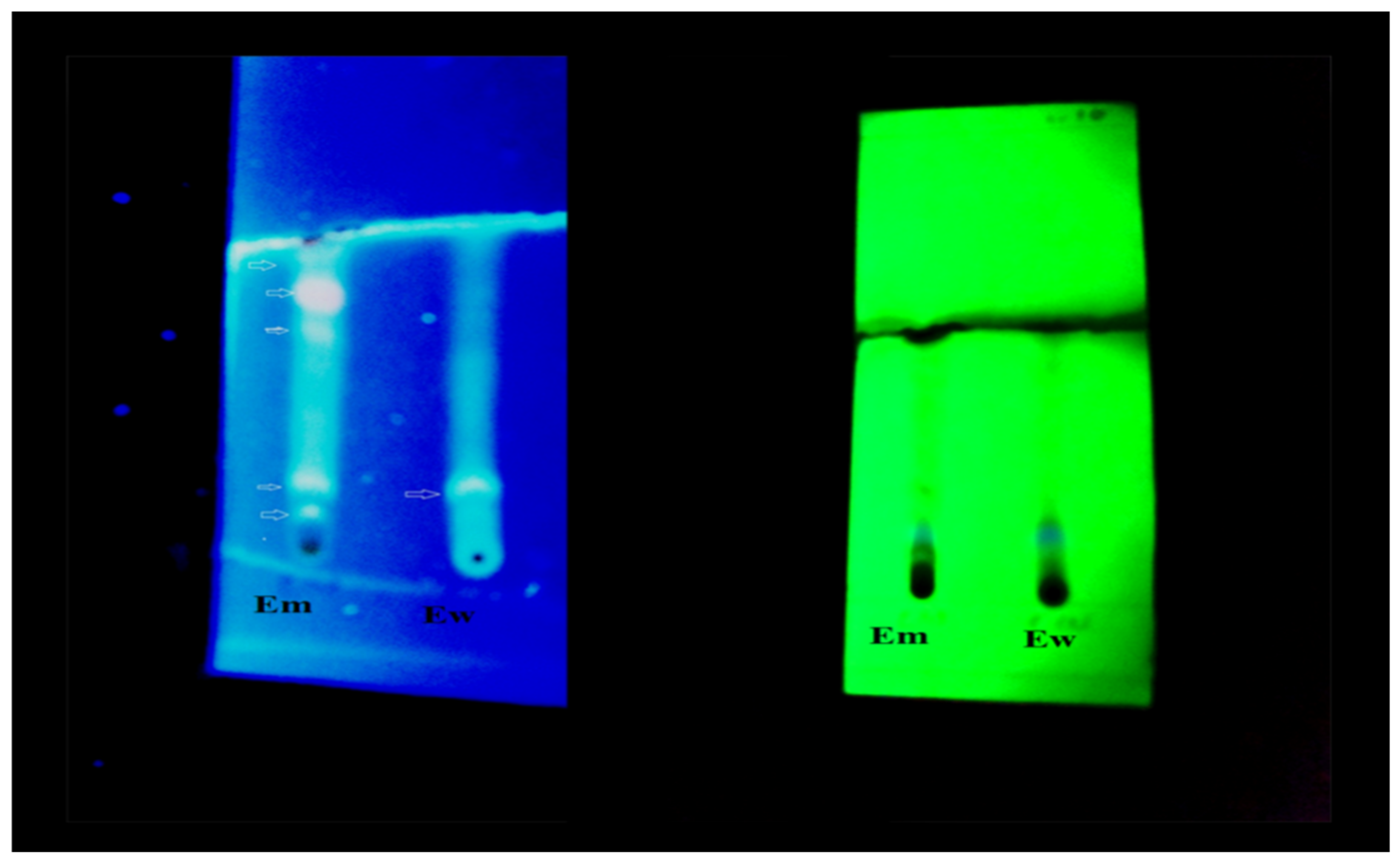 Agronomy 11 01607 g001