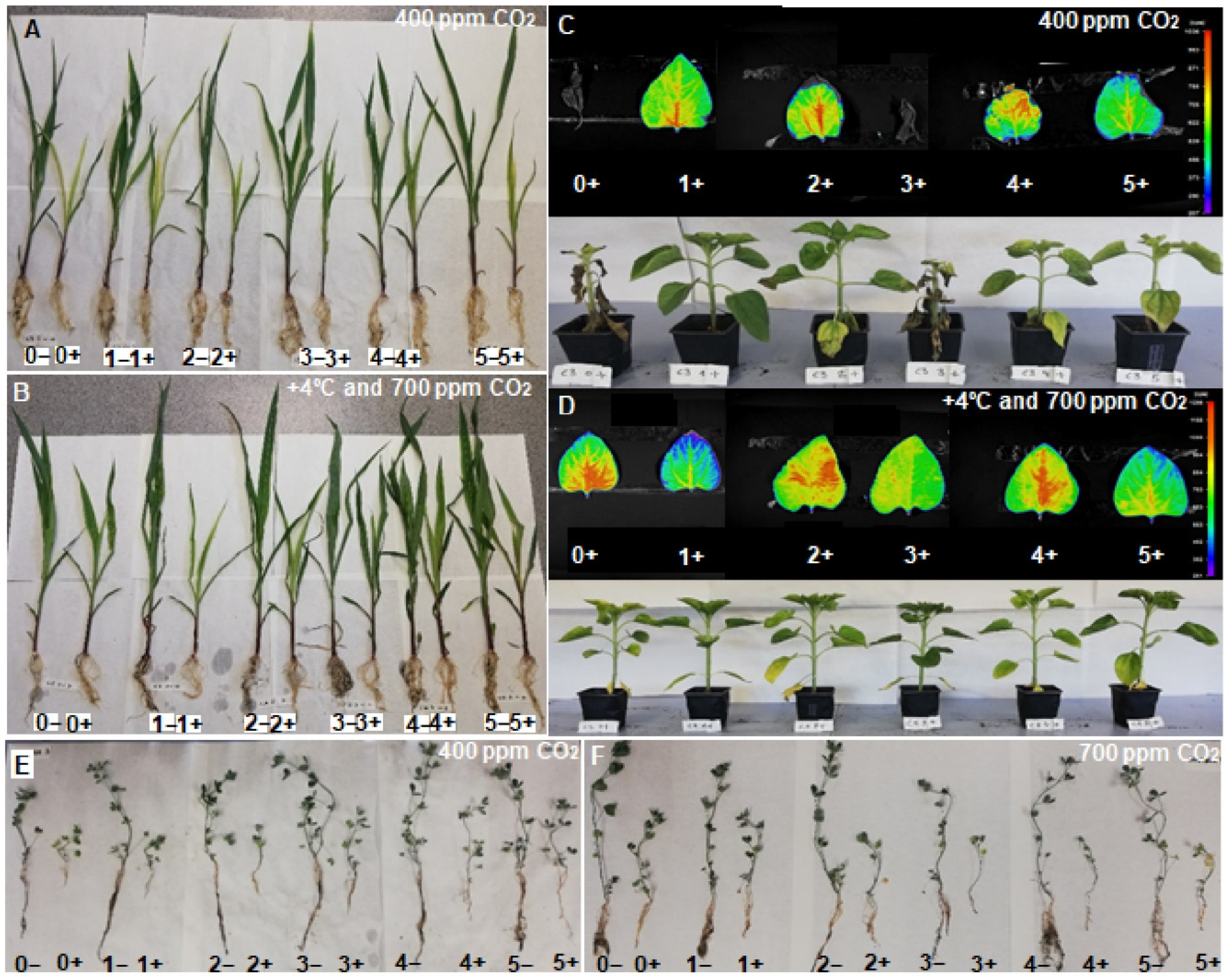 Agronomy 11 01609 g001