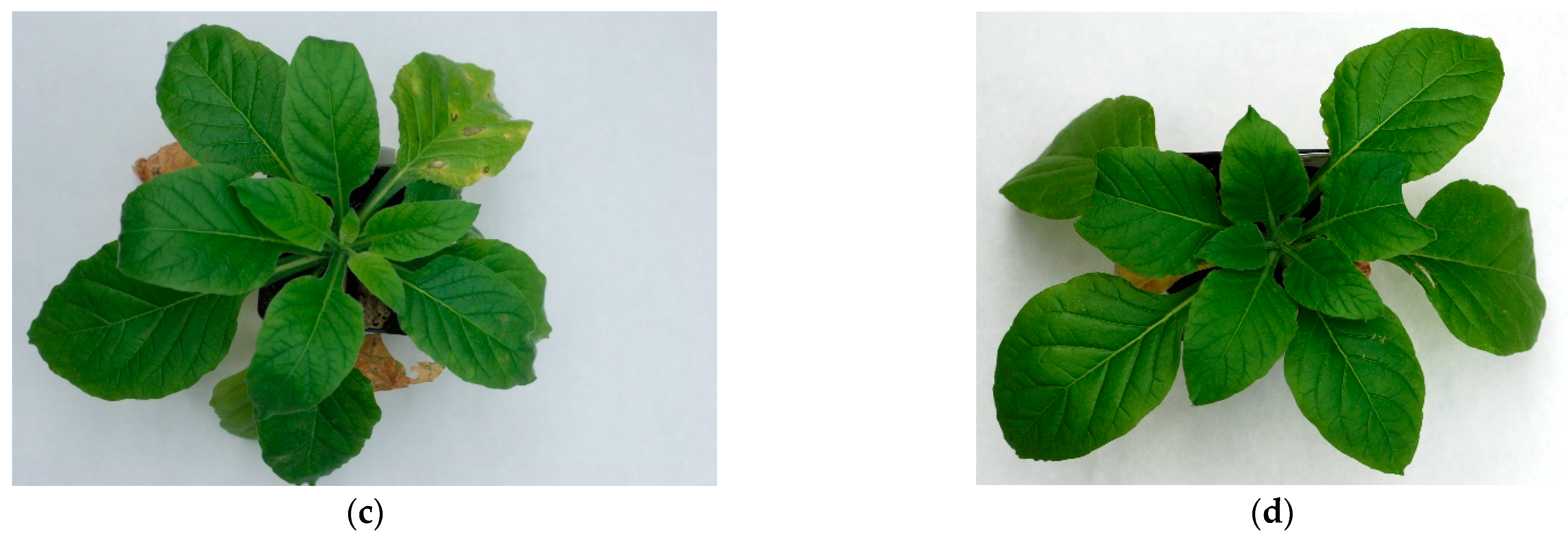 Agronomy 11 01617 g003b 550