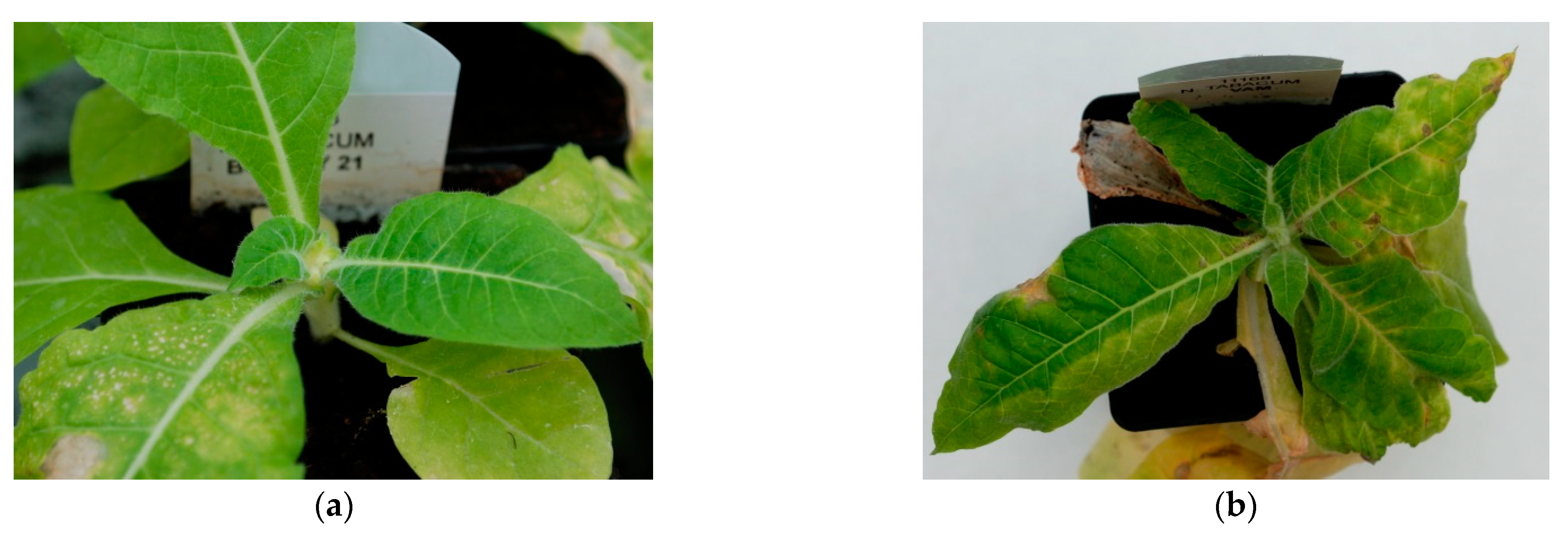 Agronomy 11 01617 g006 550