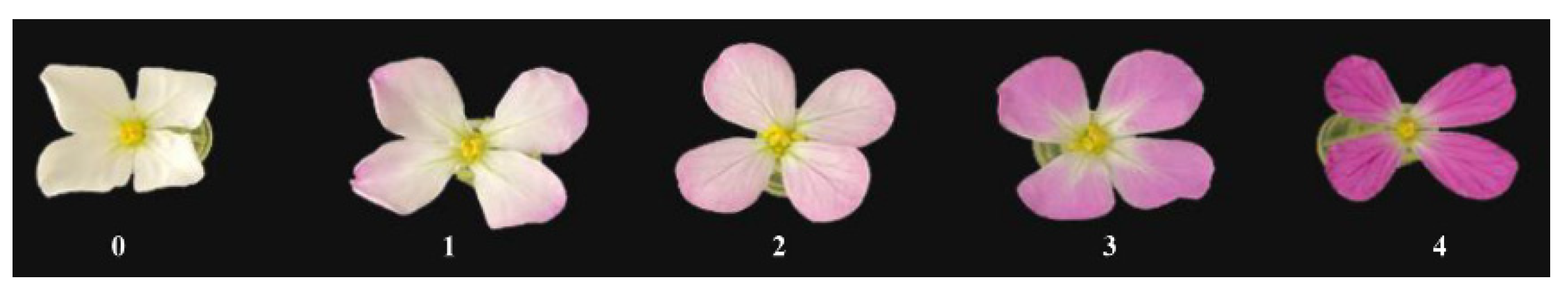 Agronomy 11 01623 g001 Agronomy 11 01623 g001