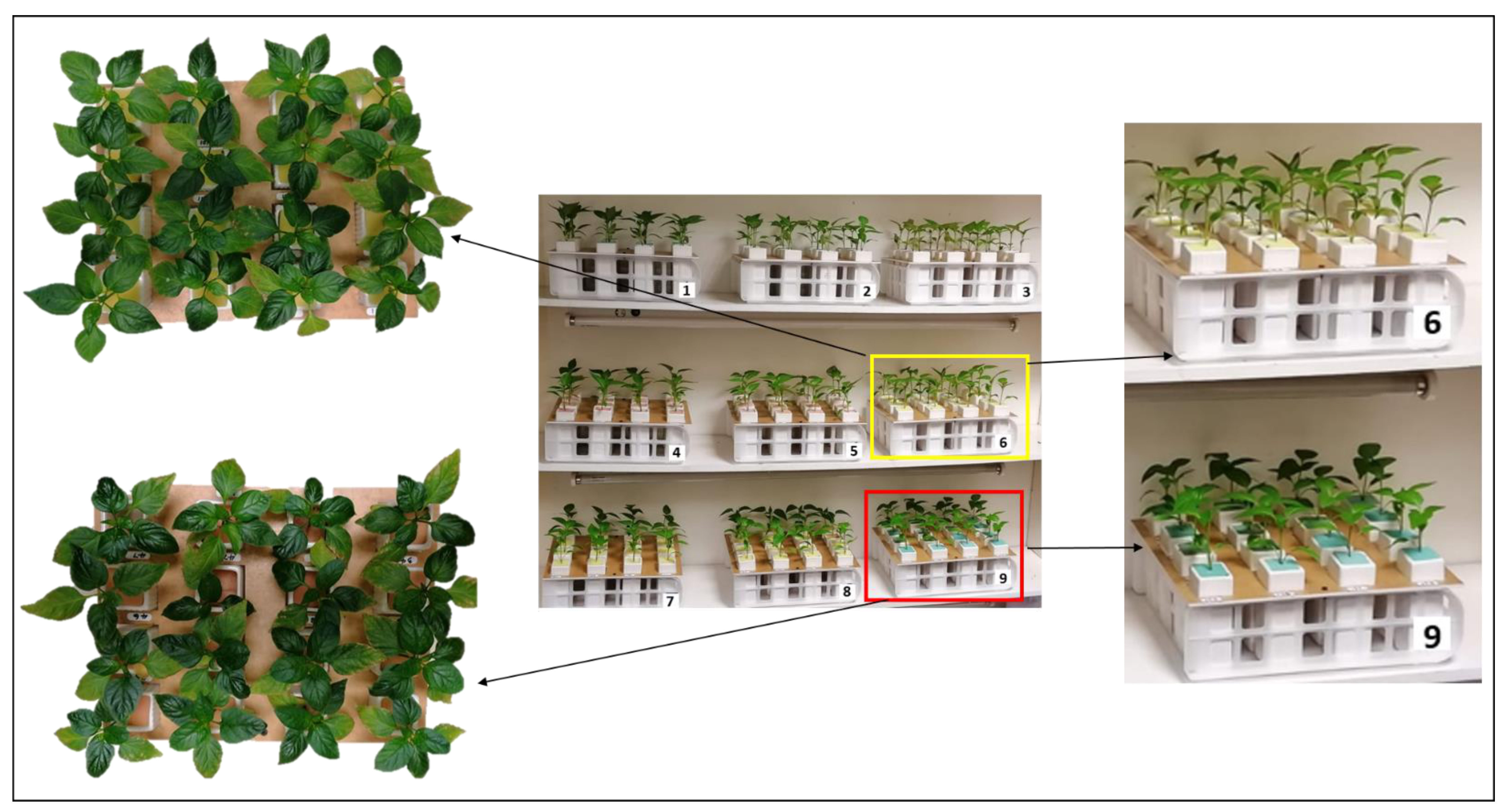 Agronomy 11 01624 g001 Agronomy 11 01624 g001