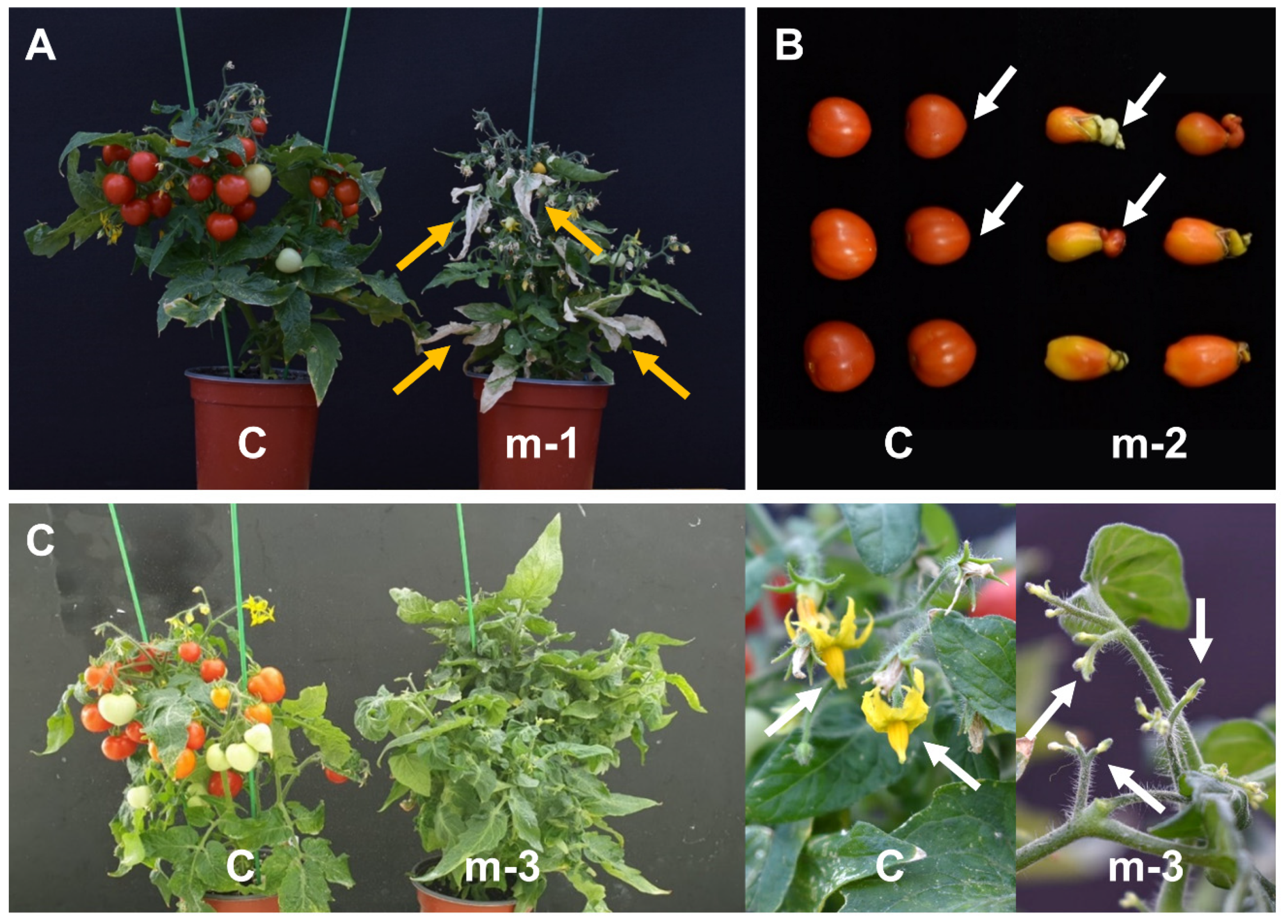 Agronomy 11 01638 g005 Agronomy 11 01638 g005