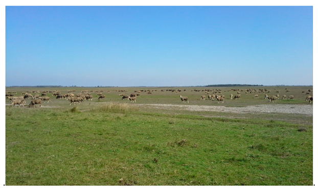 Agronomy 11 01652 g002