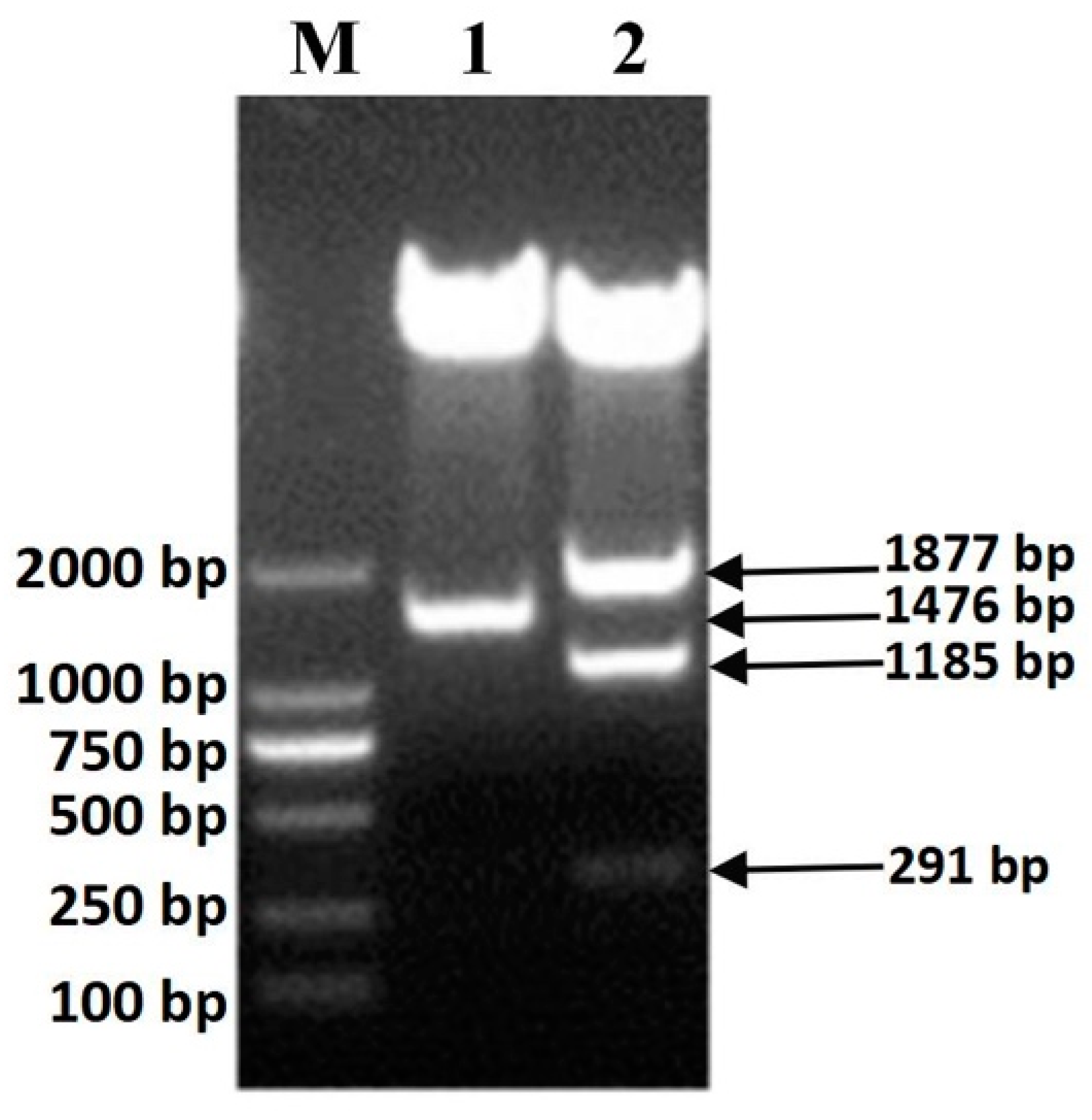 Agronomy 11 01668 g001 Agronomy 11 01668 g001