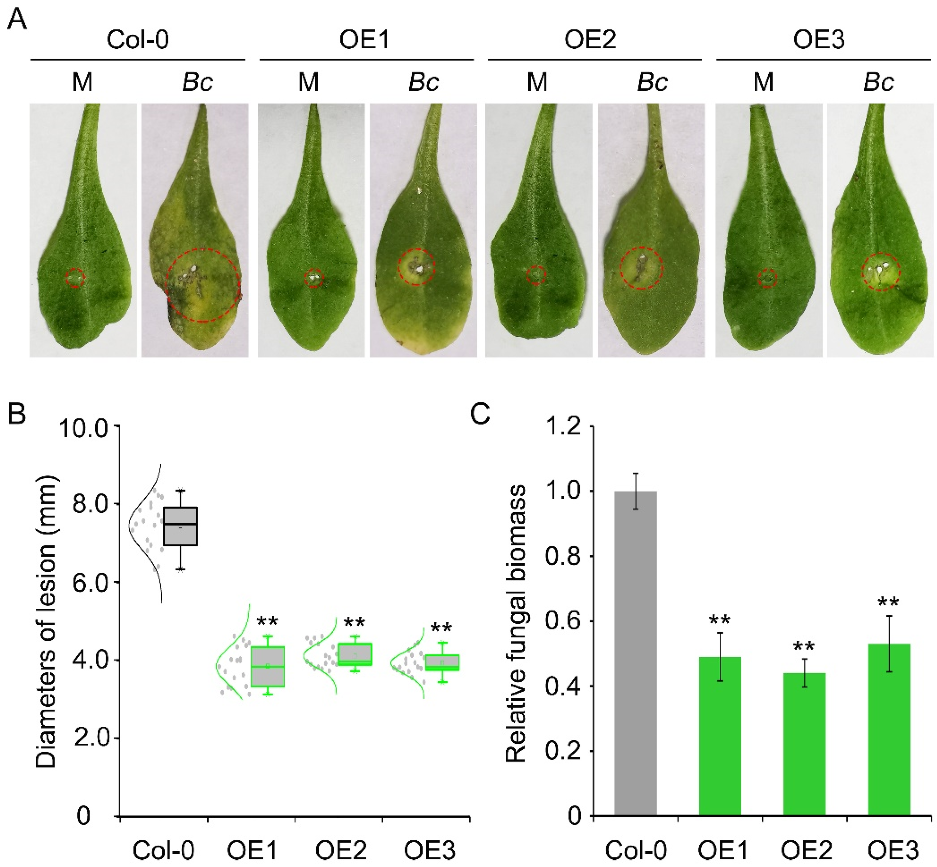 Agronomy 11 01672 g001