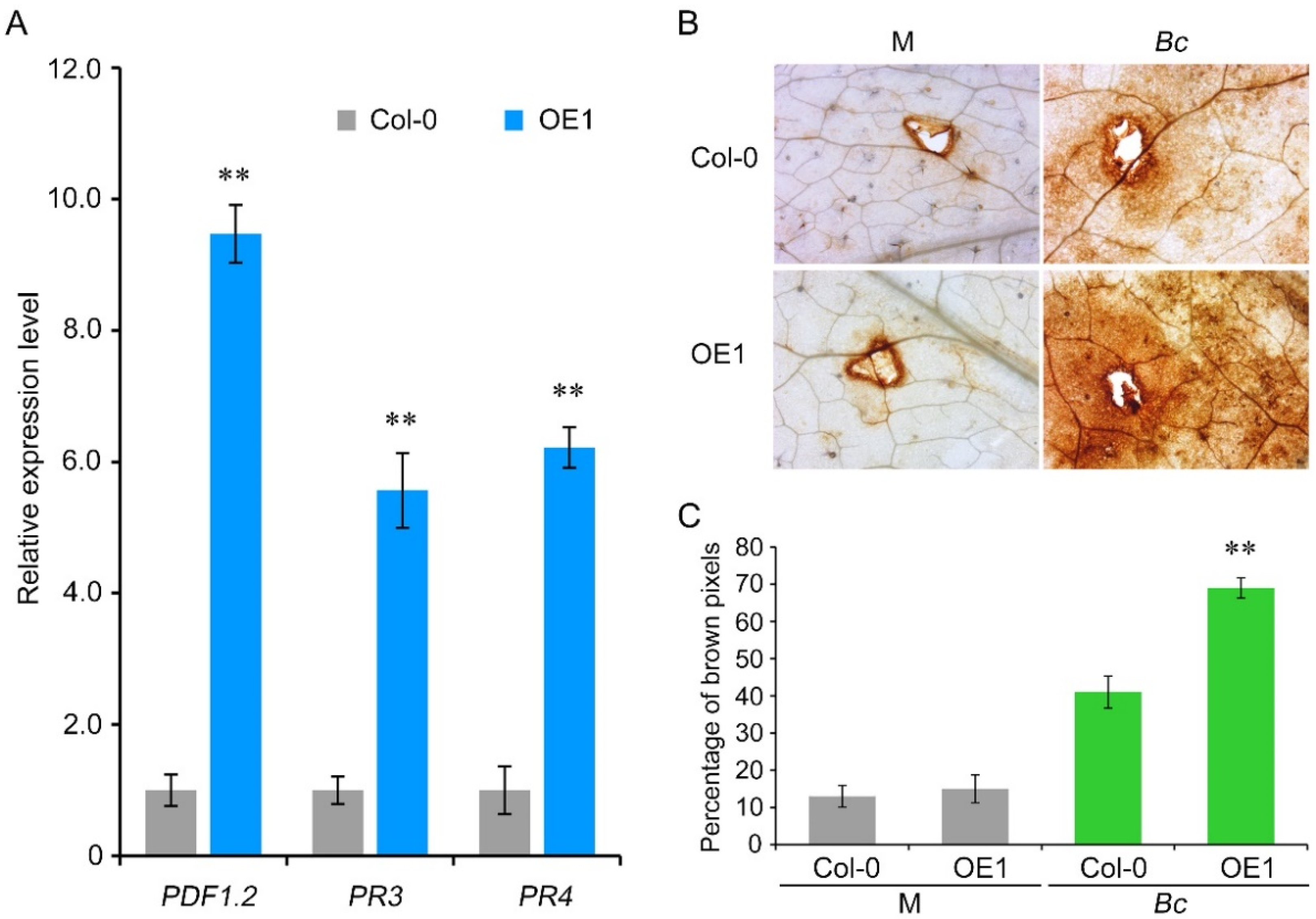 Agronomy 11 01672 g005