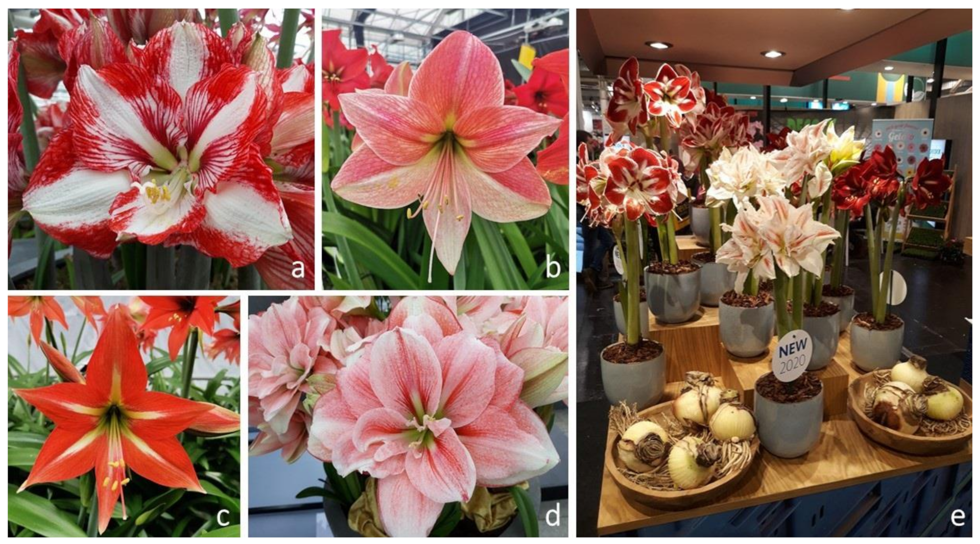 Agronomy 11 01709 g002 Agronomy 11 01709 g002