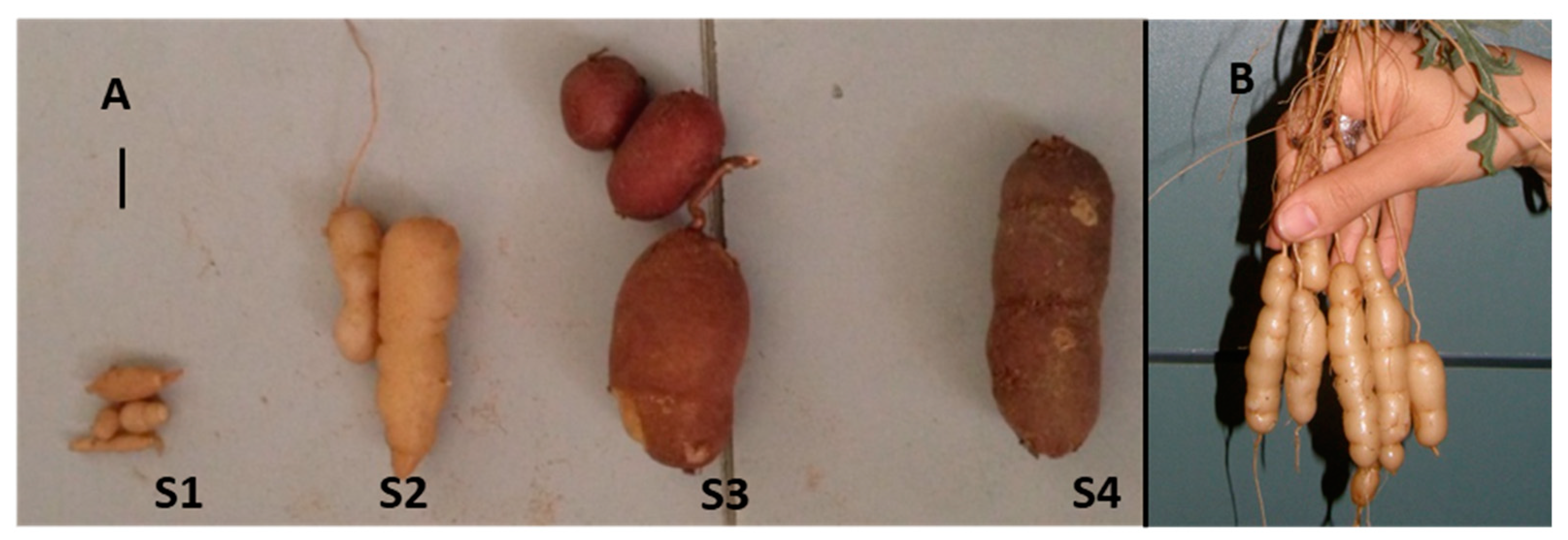 Agronomy 11 01715 g001