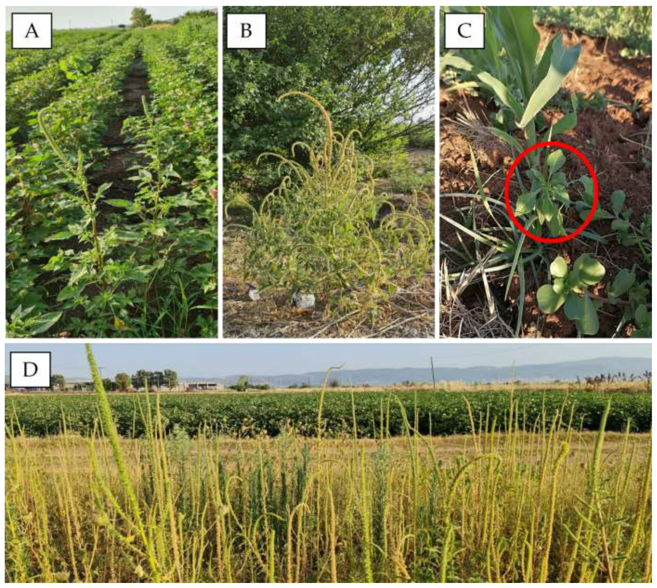 Agronomy 11 01721 g002