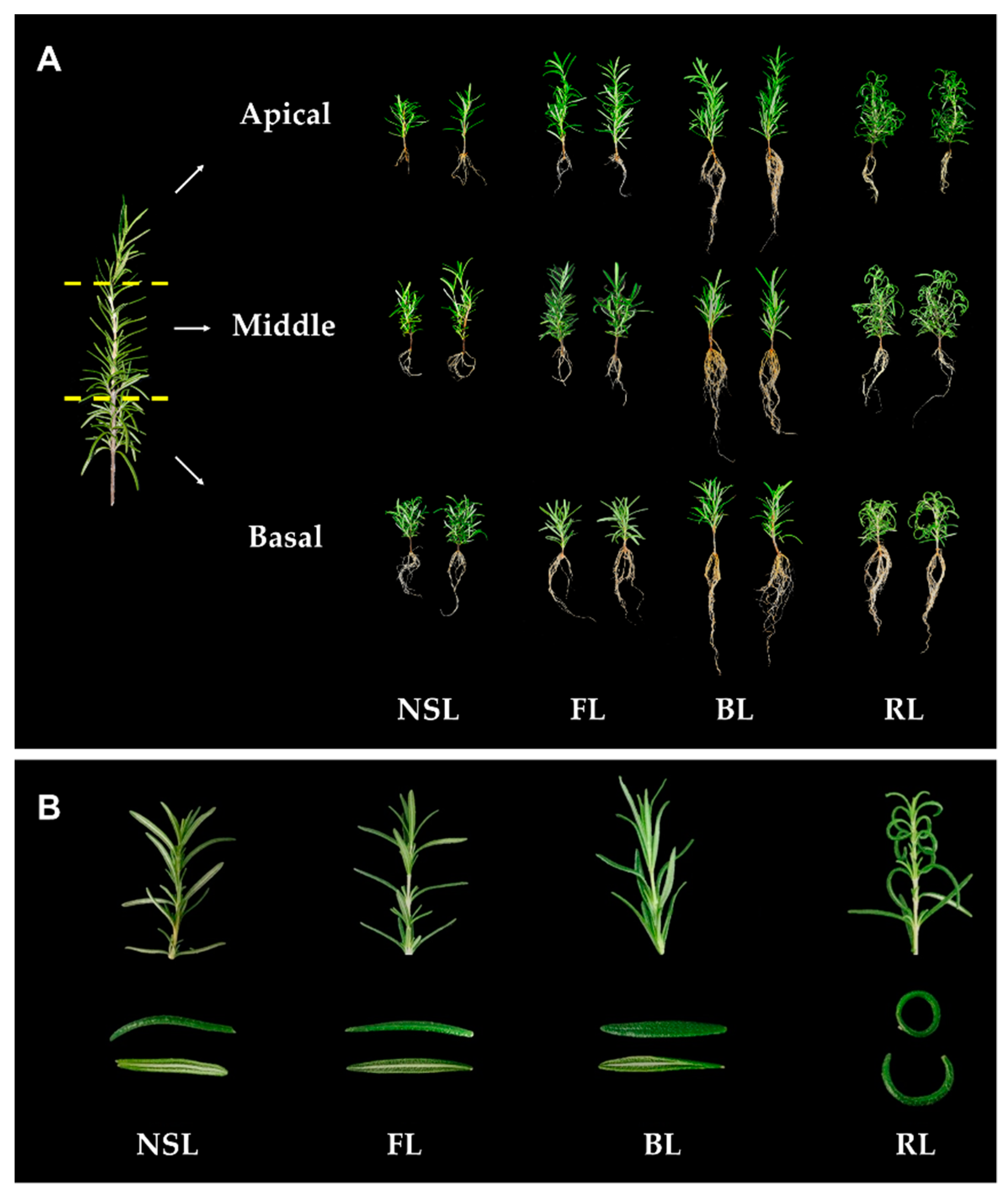 Agronomy 11 01725 g001