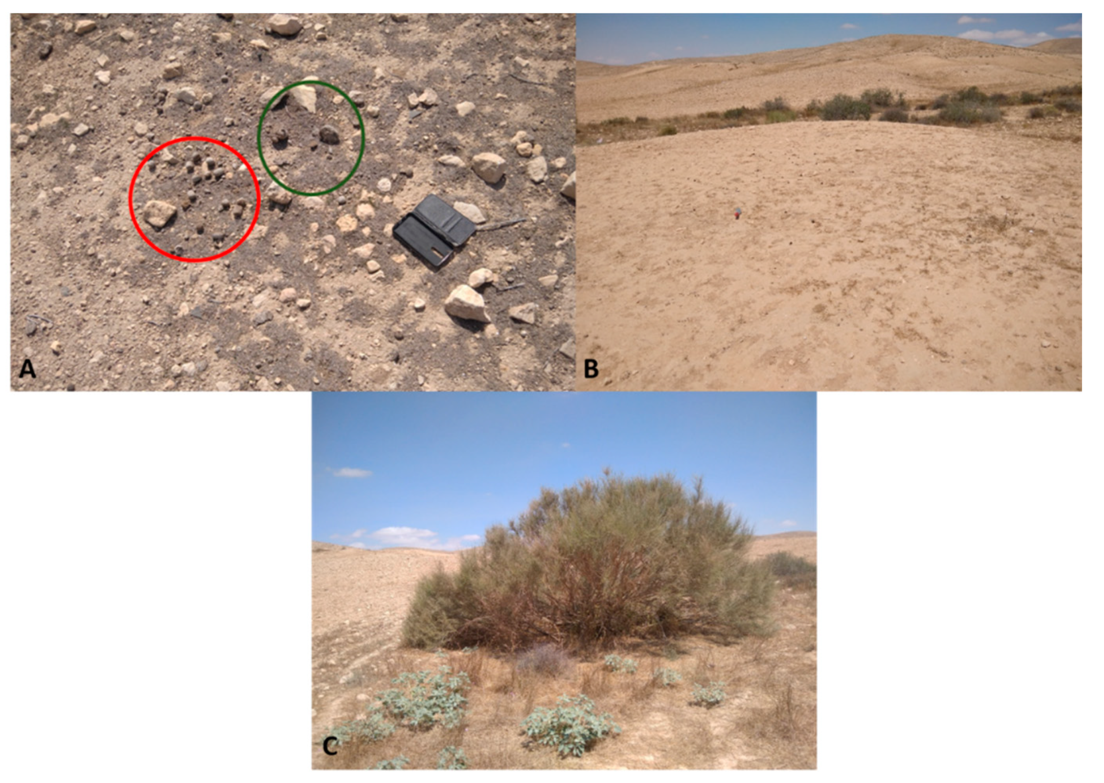 Agronomy 11 01730 g004 Agronomy 11 01730 g004