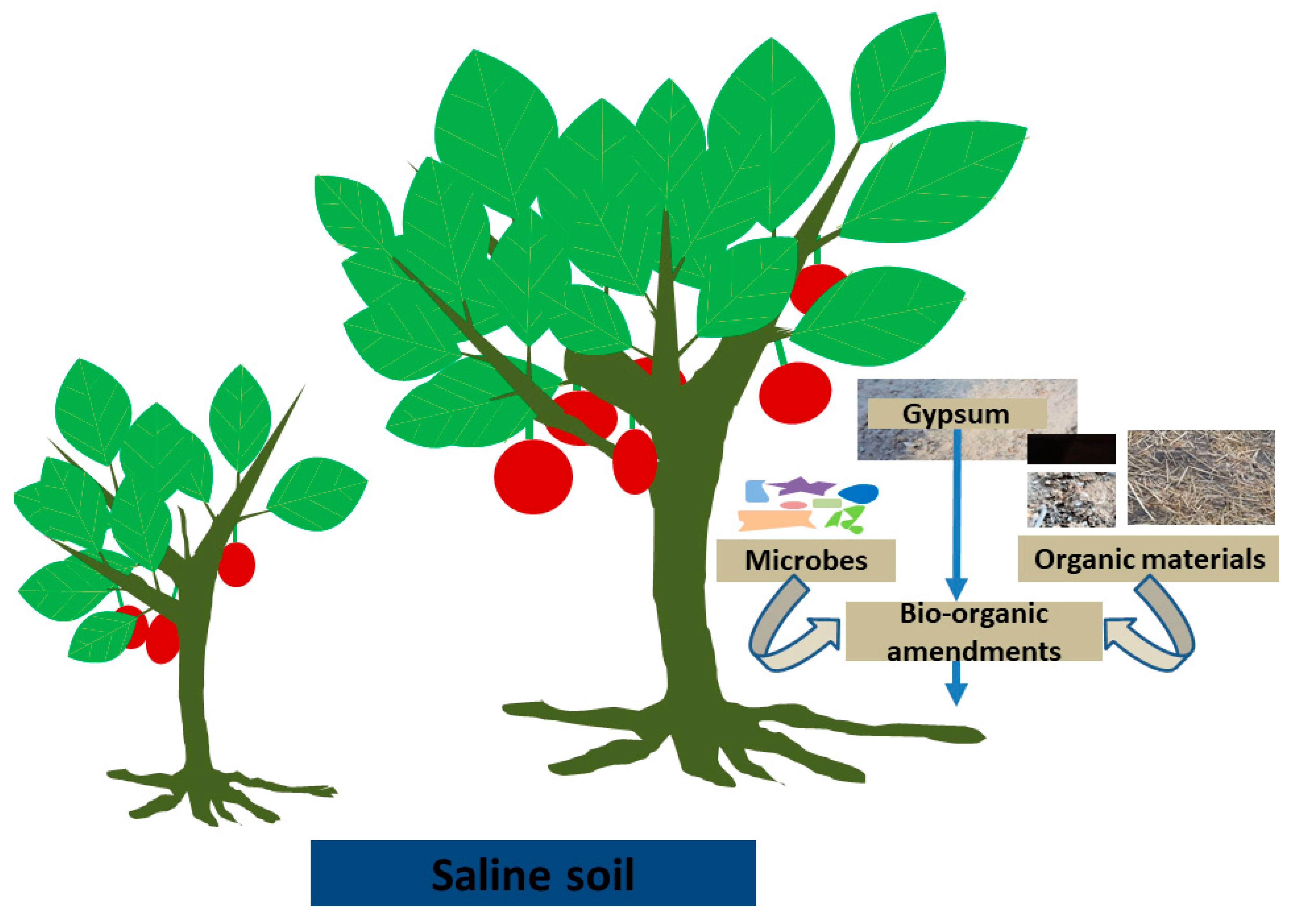 Agronomy 11 01735 g003