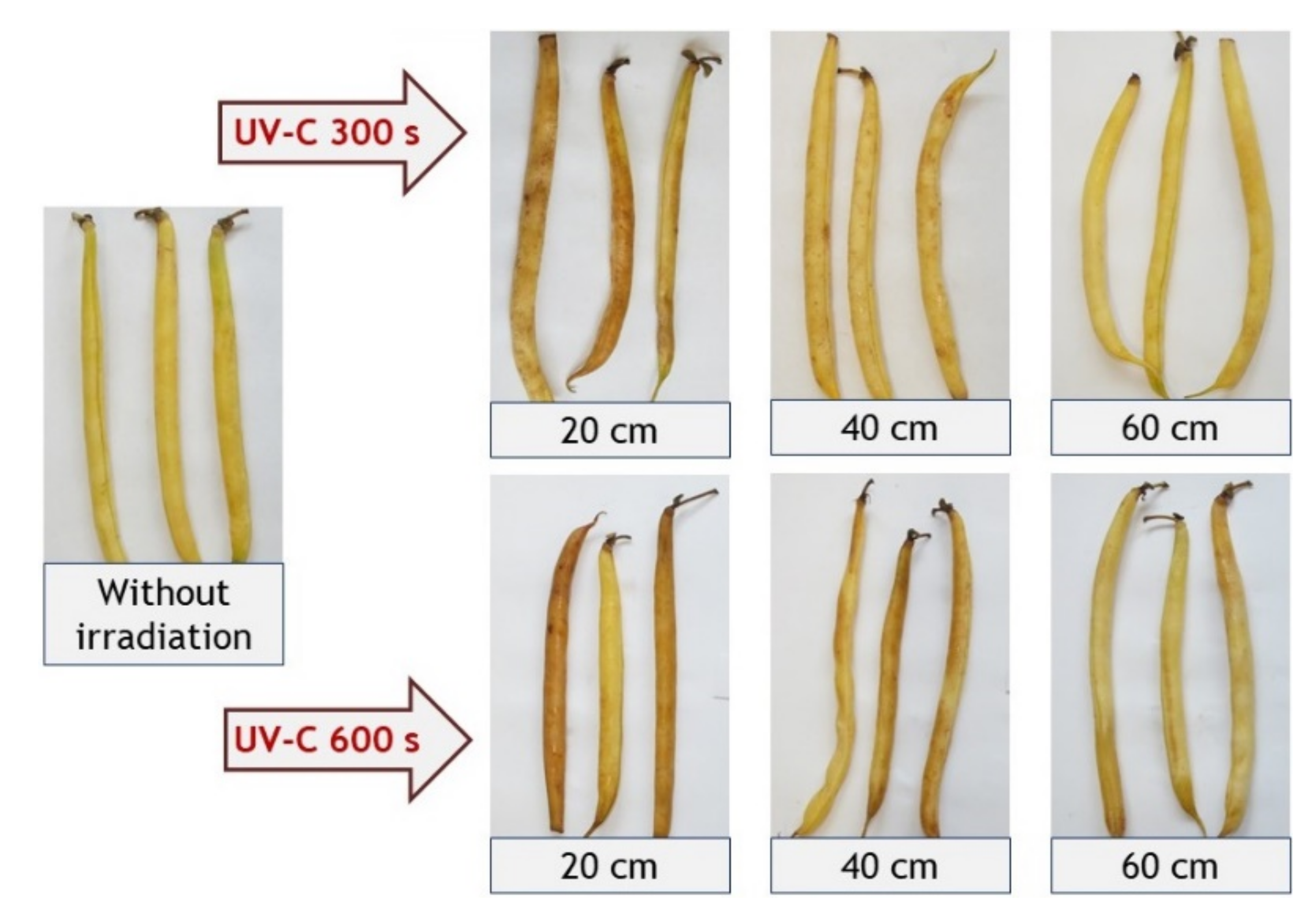 Agronomy 11 01747 g001