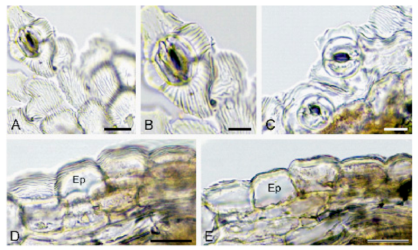 Agronomy 11 01764 g010 550