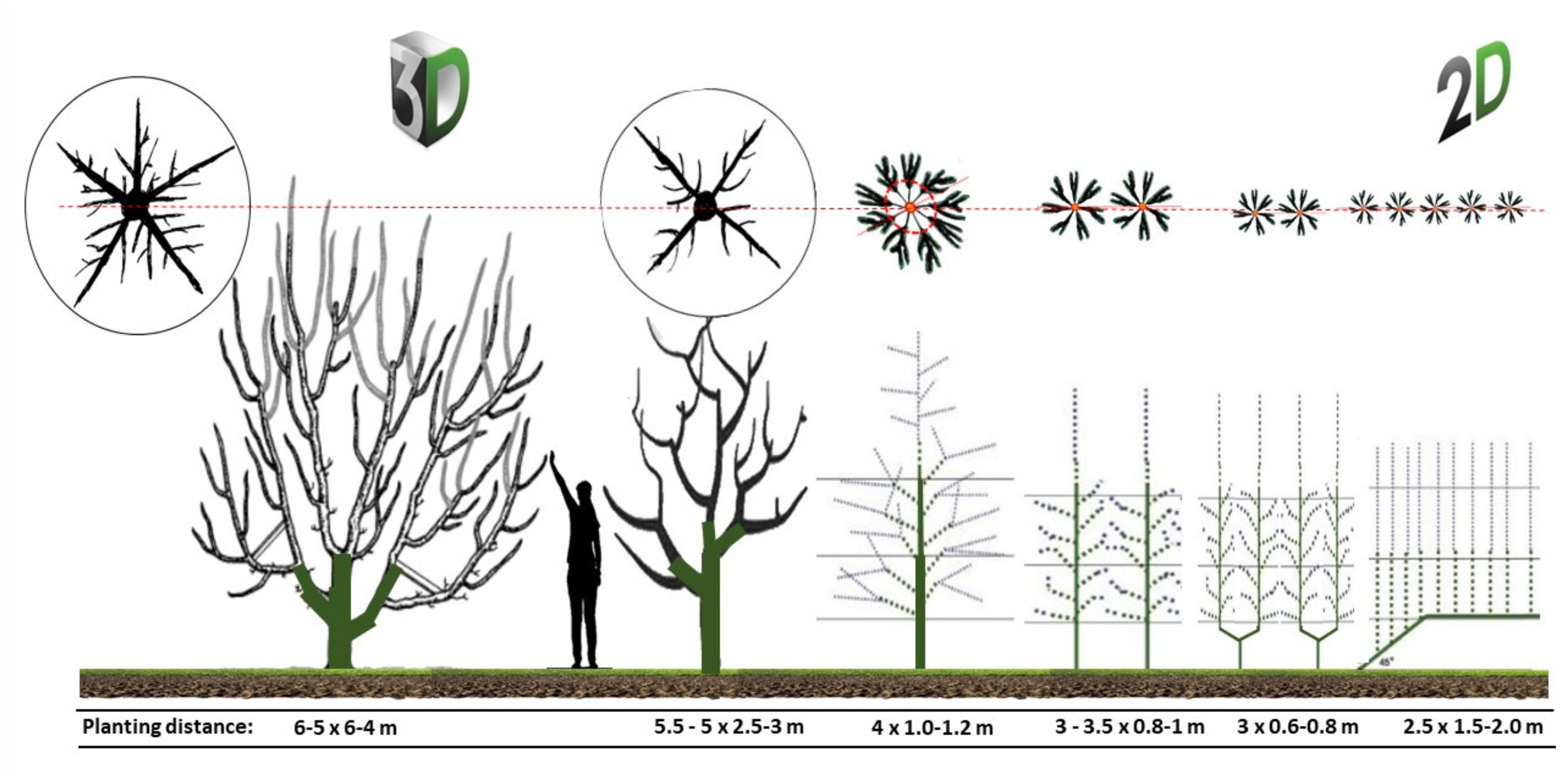 Il Frutteto - The Italian Orchard Project