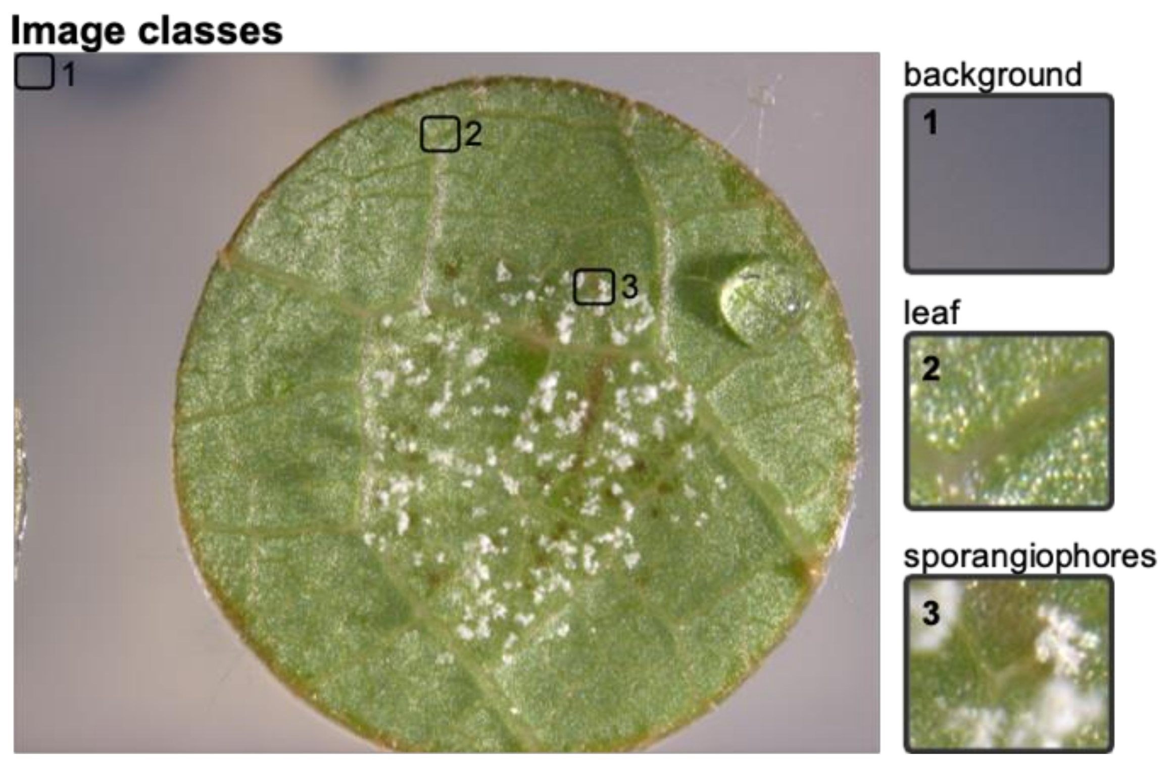Agronomy 11 01768 g002 550