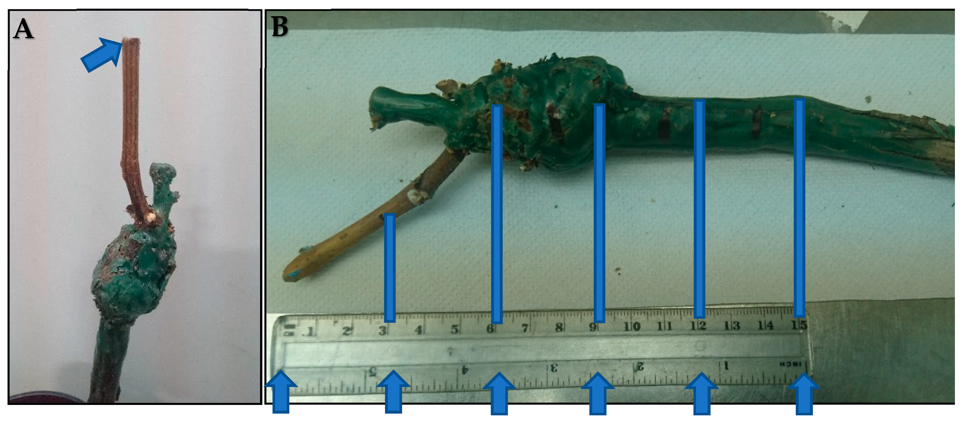 Agronomy 11 01771 g005