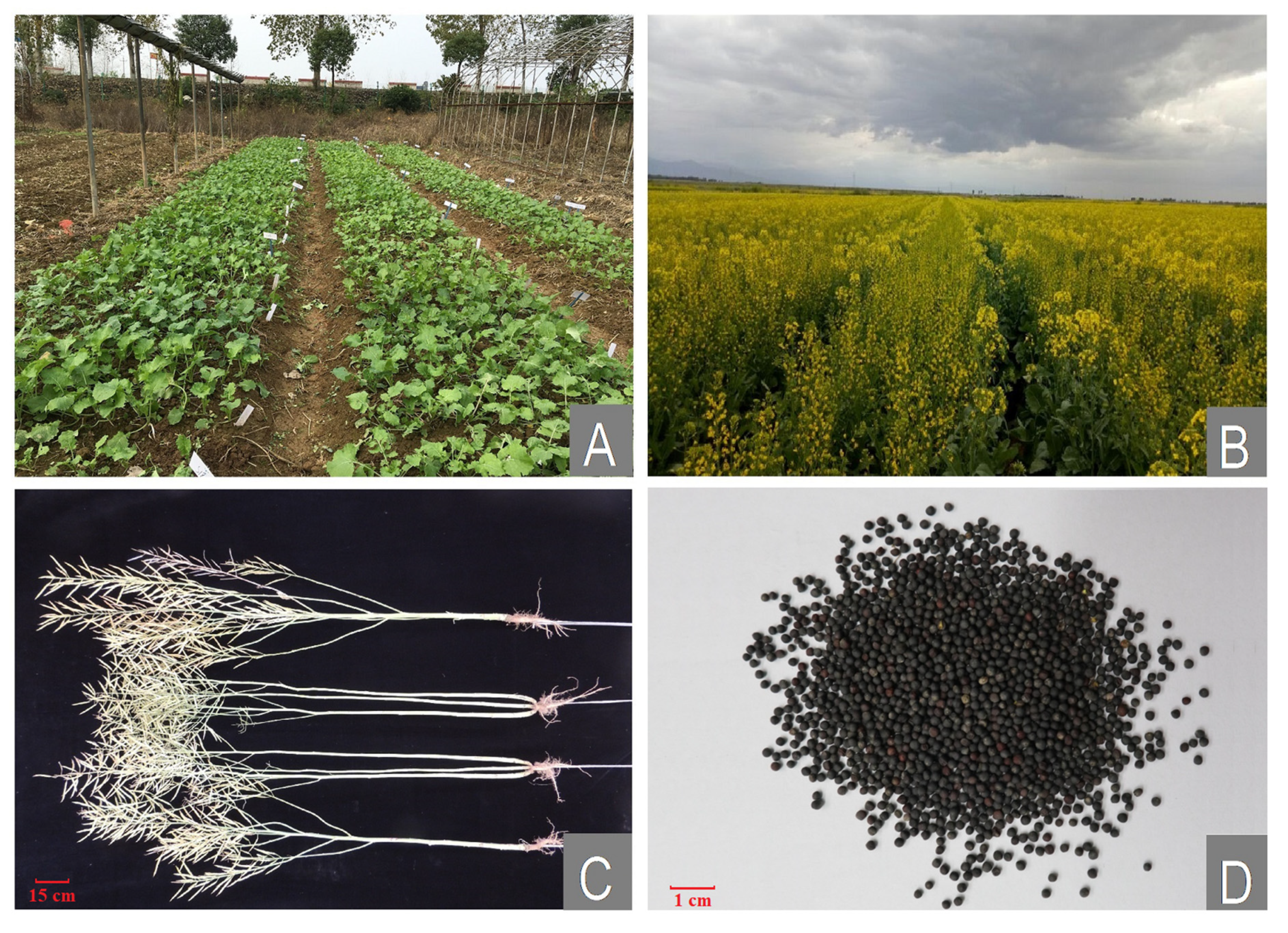 Agronomy | Free Full-Text | Rapeseed (Brassica napus): Processing,  Utilization, and Genetic Improvement