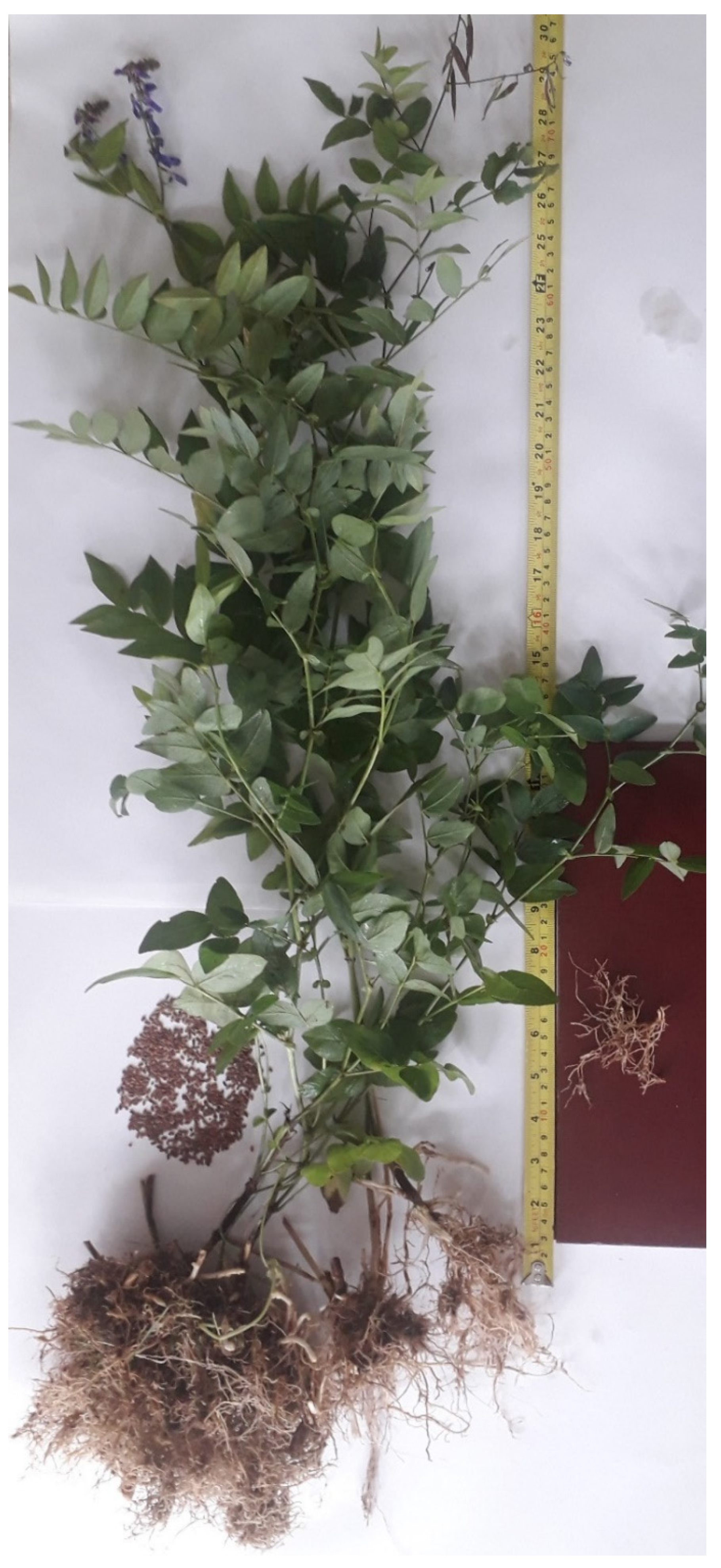 Agronomy 11 01797 g002