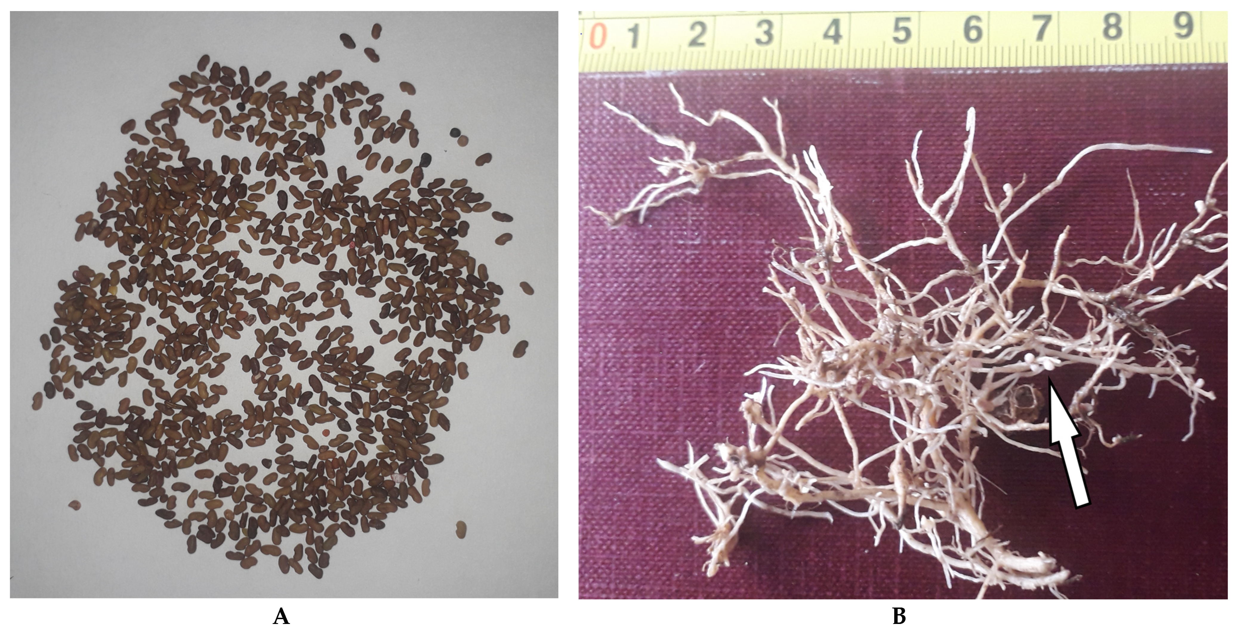 Agronomy 11 01797 g003