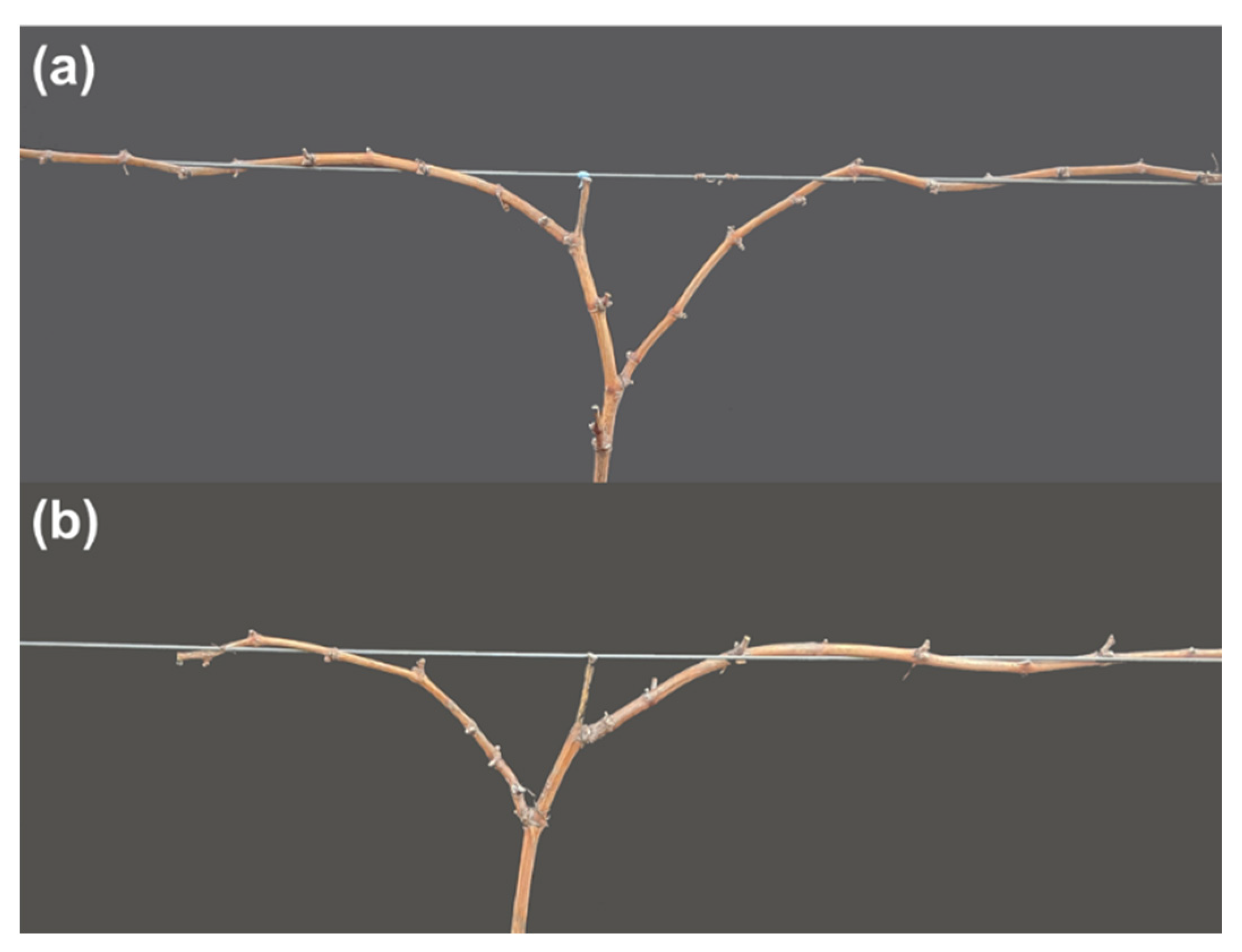 Agronomy 11 01811 g002 Agronomy 11 01811 g002