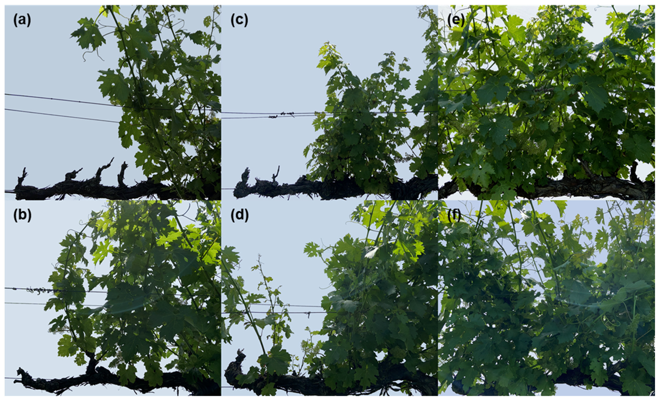 Agronomy 11 01811 g003 Agronomy 11 01811 g003