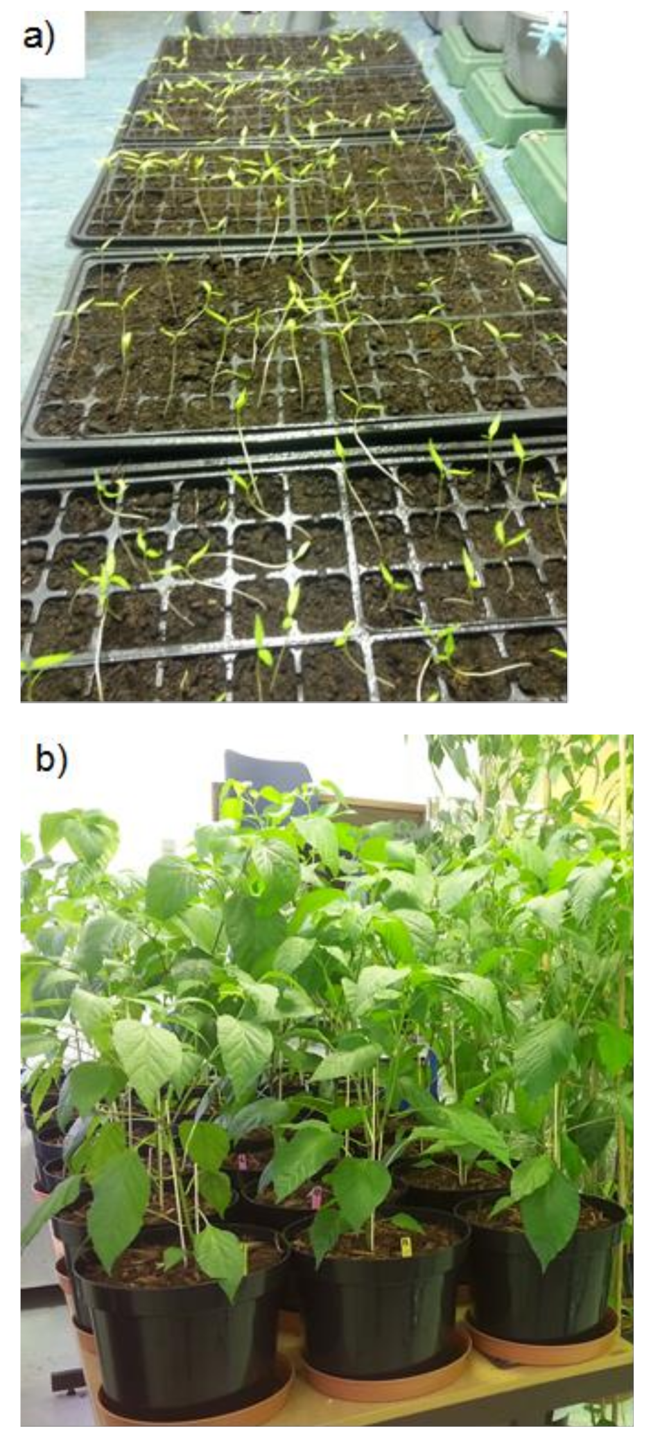 Agronomy 11 01817 g001a
