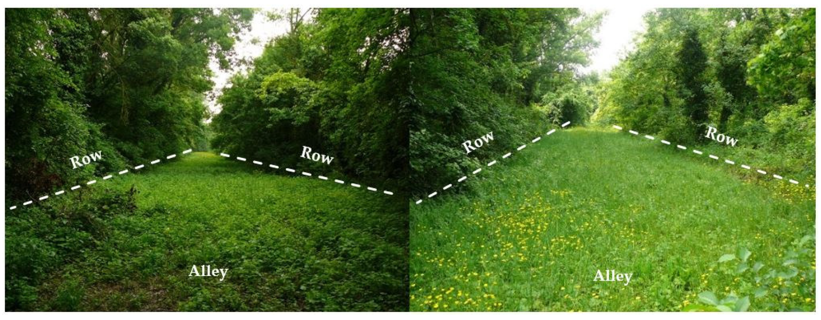 Agronomy 11 01841 g001