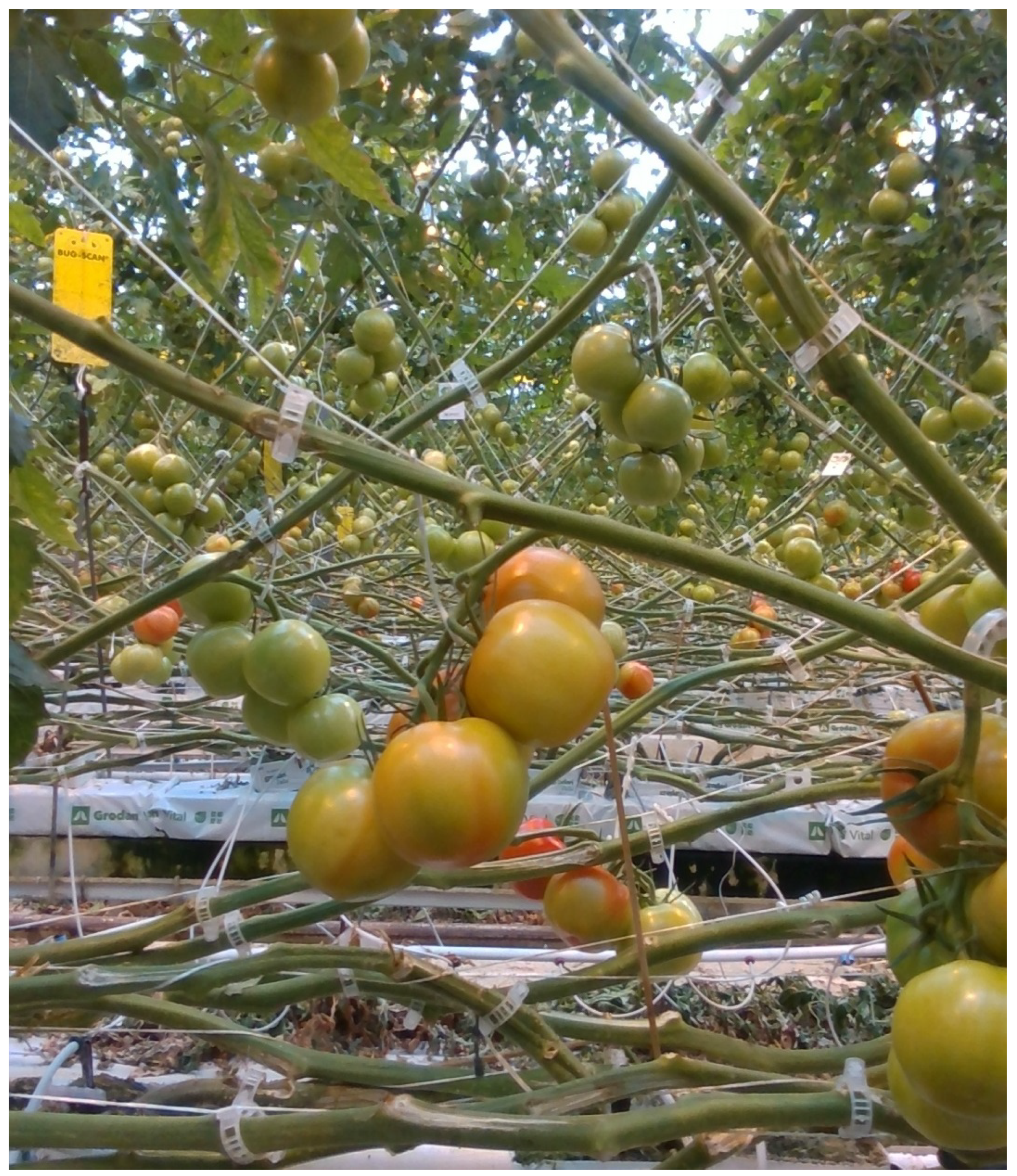 Agronomy 11 01848 g002