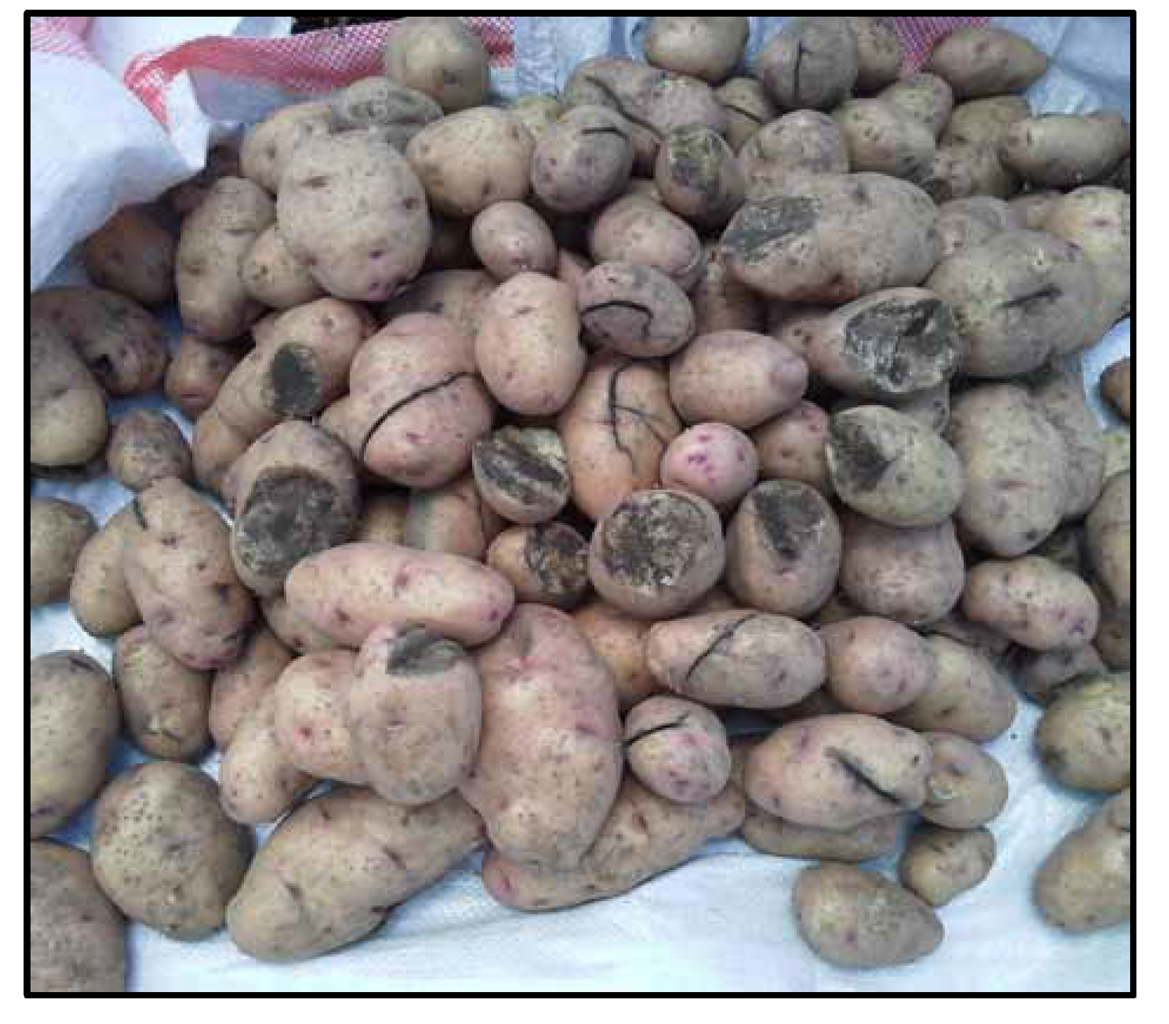 Agronomy 11 01857 g0a1 550