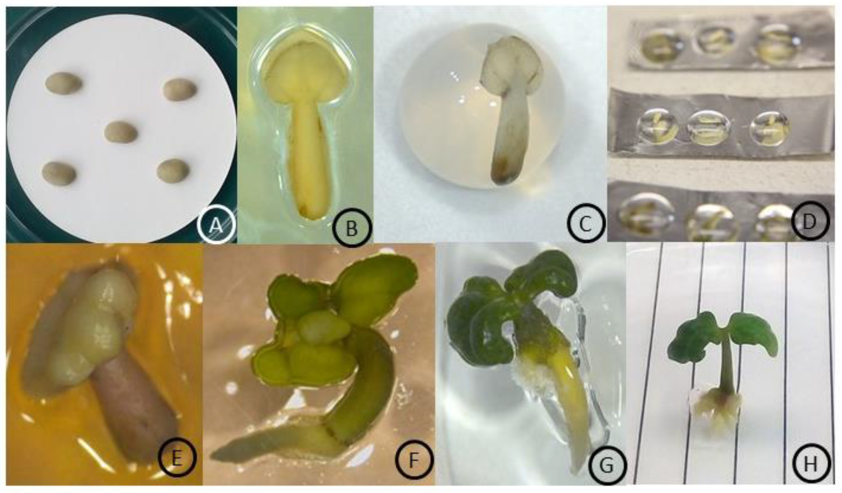 Agronomy 11 01861 g001 Agronomy 11 01861 g001